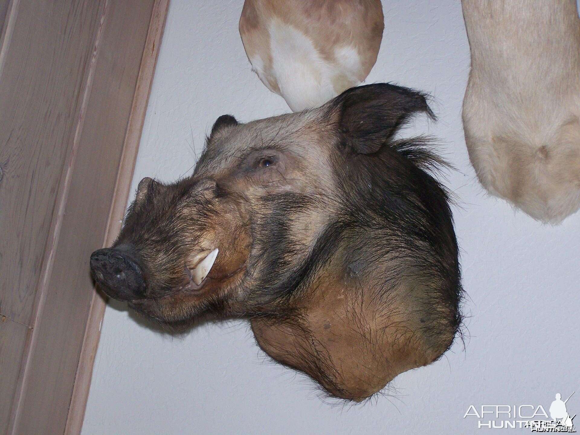 Bushpig mount