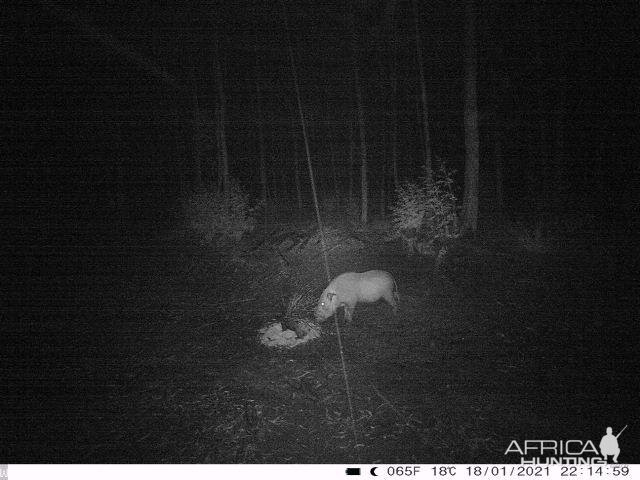 Bushpig Night Camera