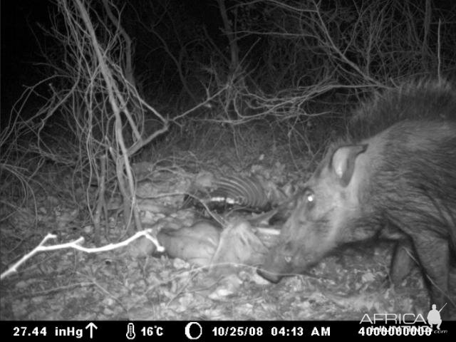 Bushpig on Kudu