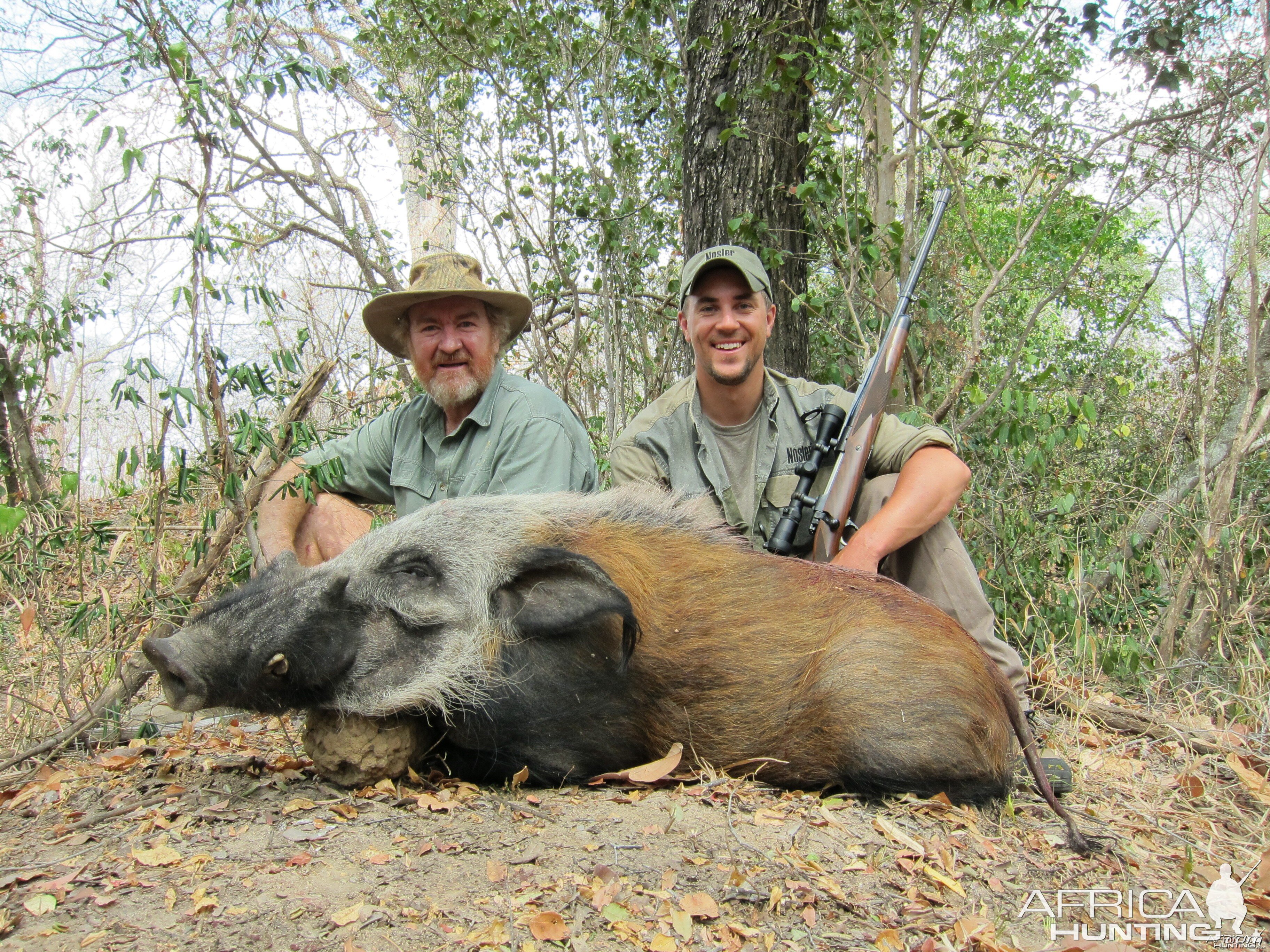 Bushpig Selous Tanzania