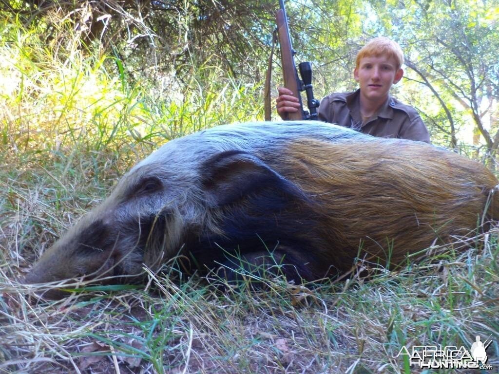 Bushpig shot at King's Kloof.