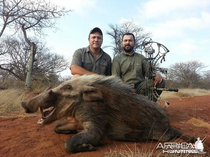 Bushpig shot over bait