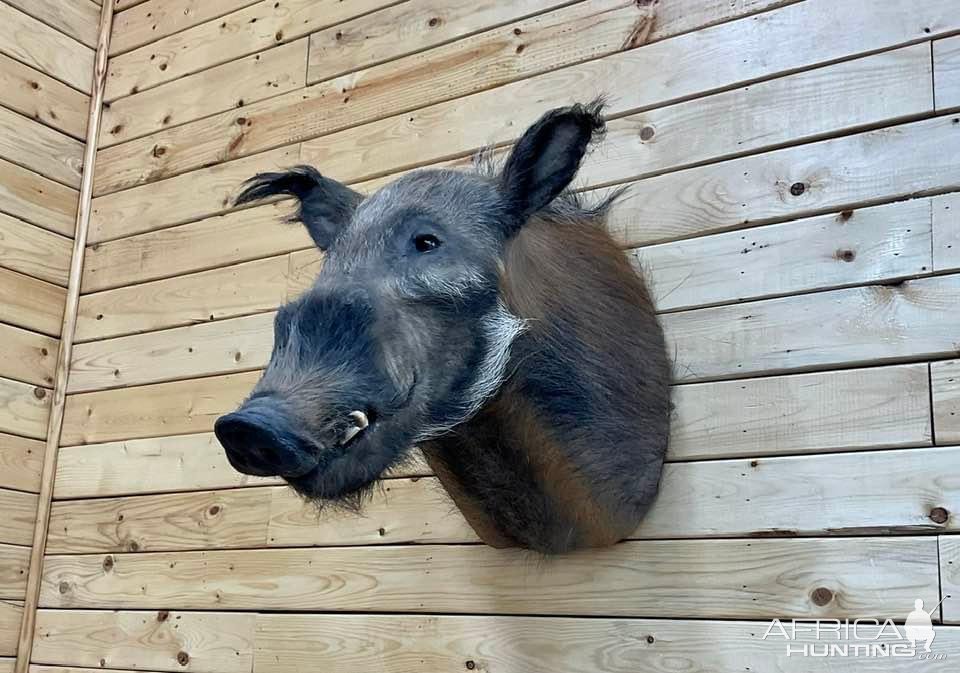 Bushpig Shoulder Mount Taxidermy