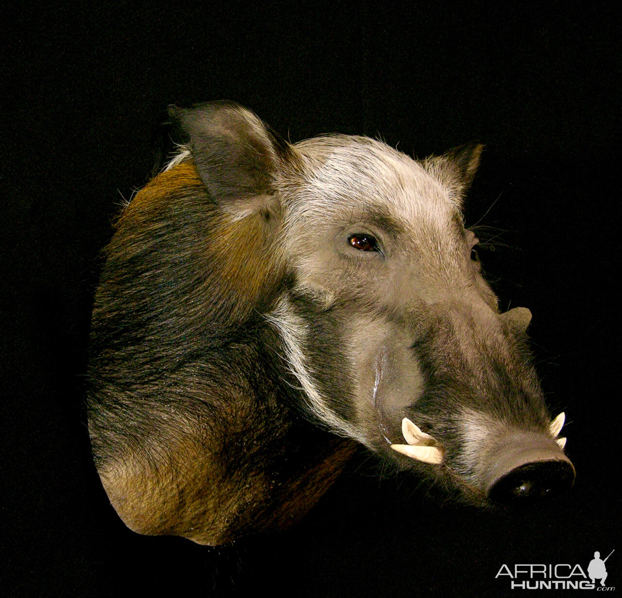 Bushpig Shoulder Mount Taxidermy