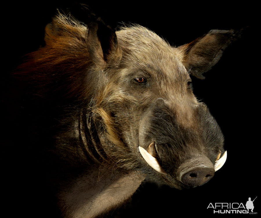 Bushpig Shoulder Mount Taxidermy