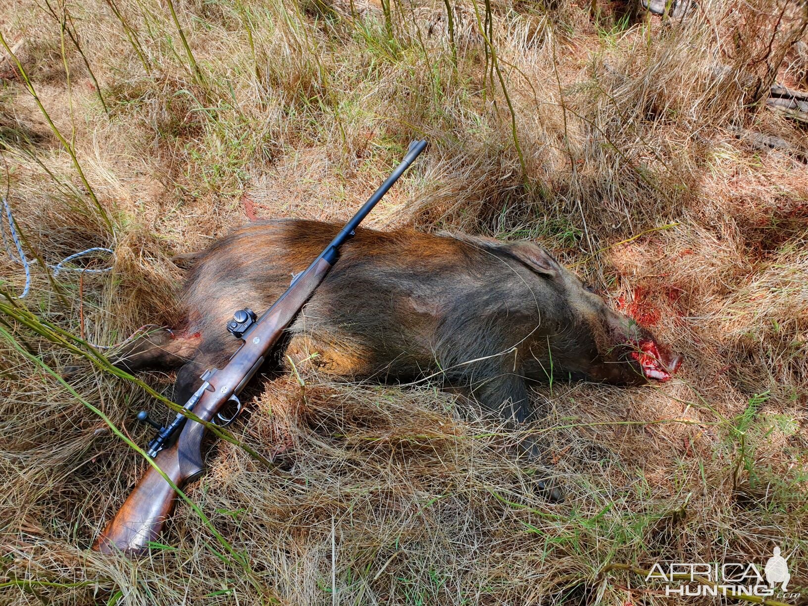 Bushpig South Africa