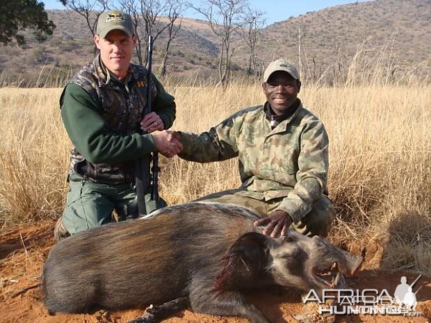 Bushpig South Africa