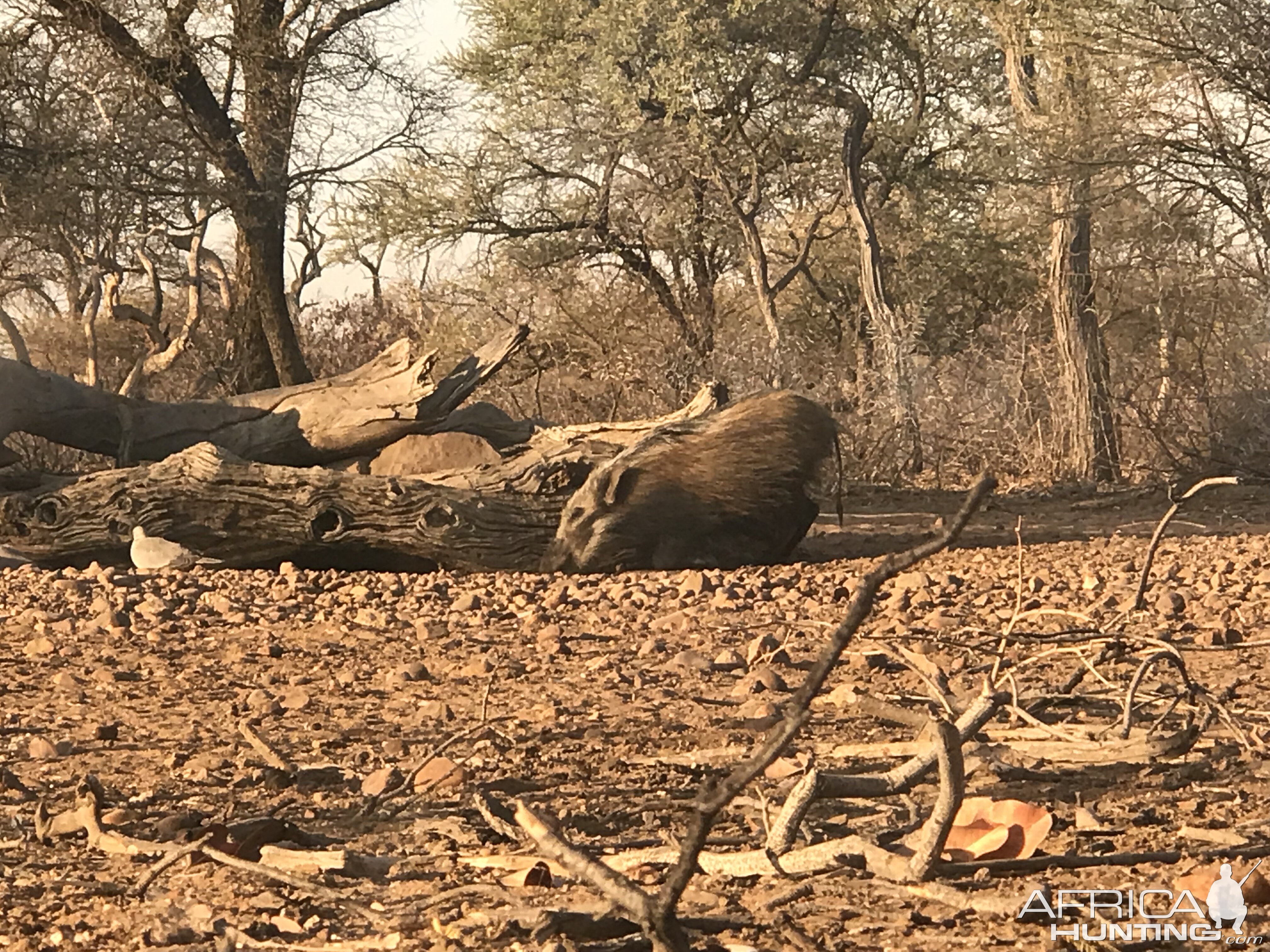 Bushpig South Africa