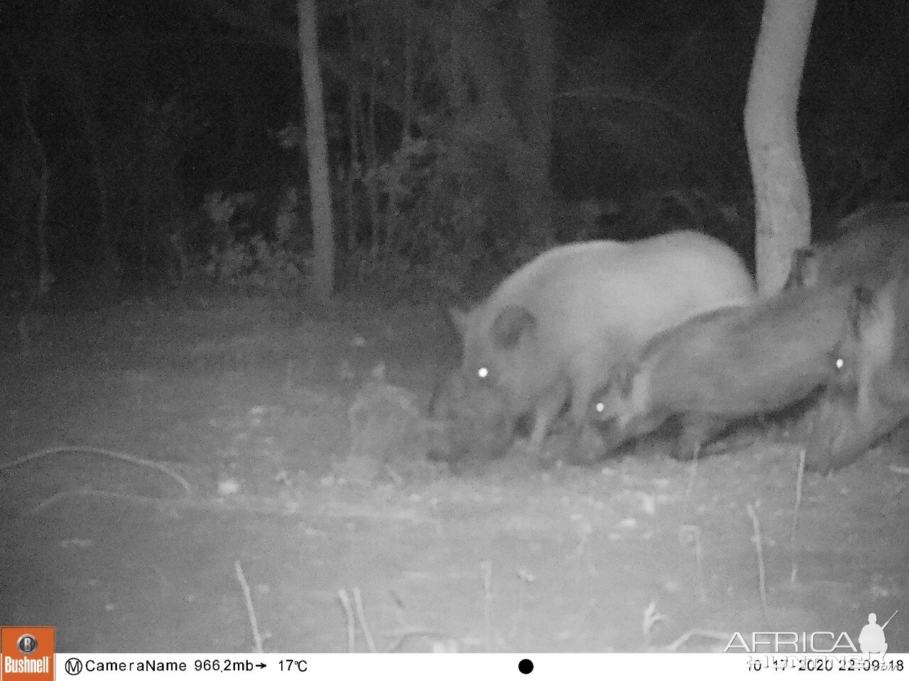 Bushpig Trail Cam Pictures South Africa