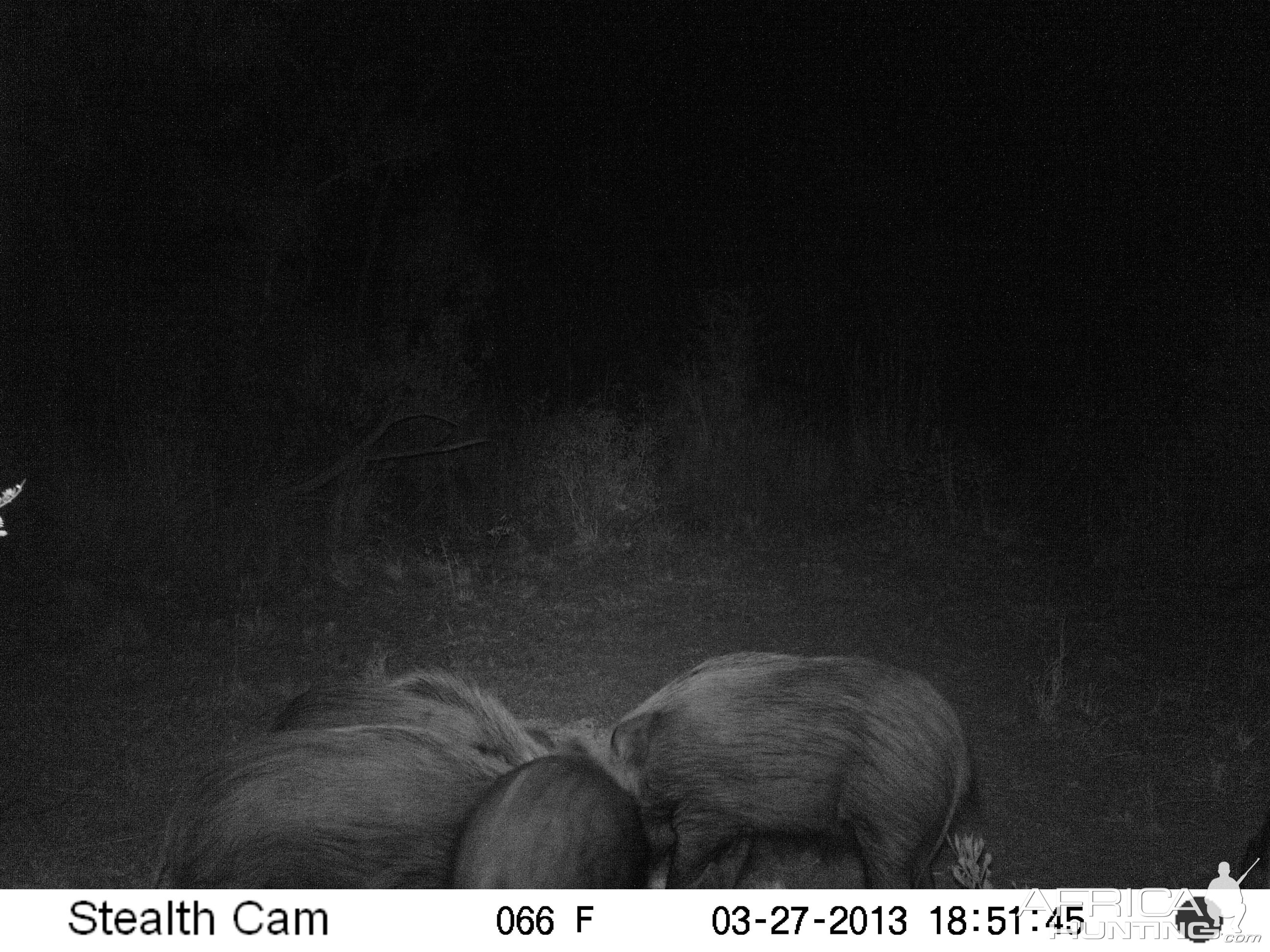 Bushpig Trail Cam Pictures South Africa