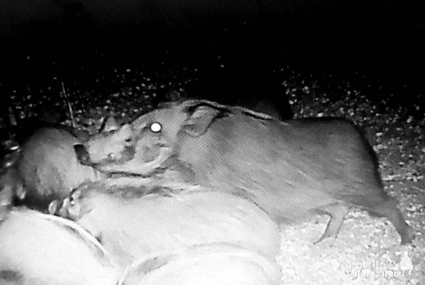 Bushpig Trail Cam Pictures South Africa