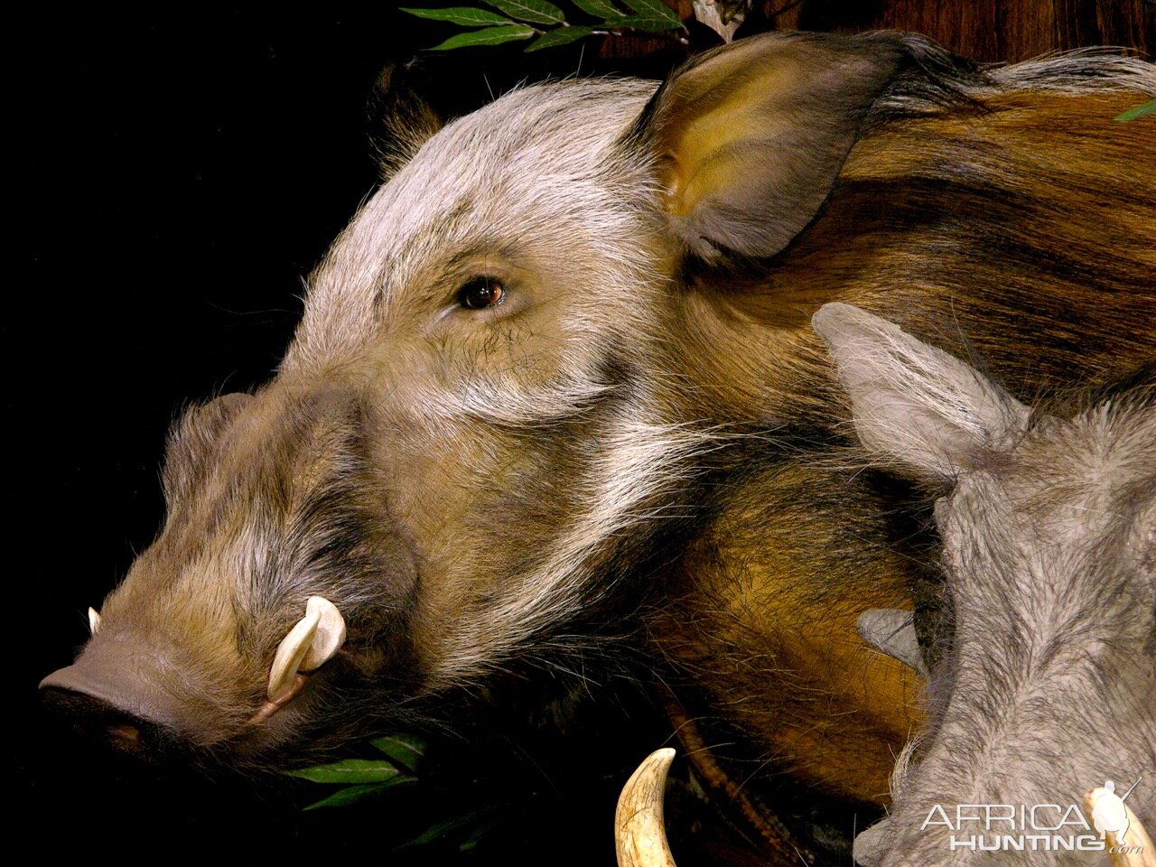 Bushpig/Warthog Combo Shoulder Mount Wall Piece Taxidermy