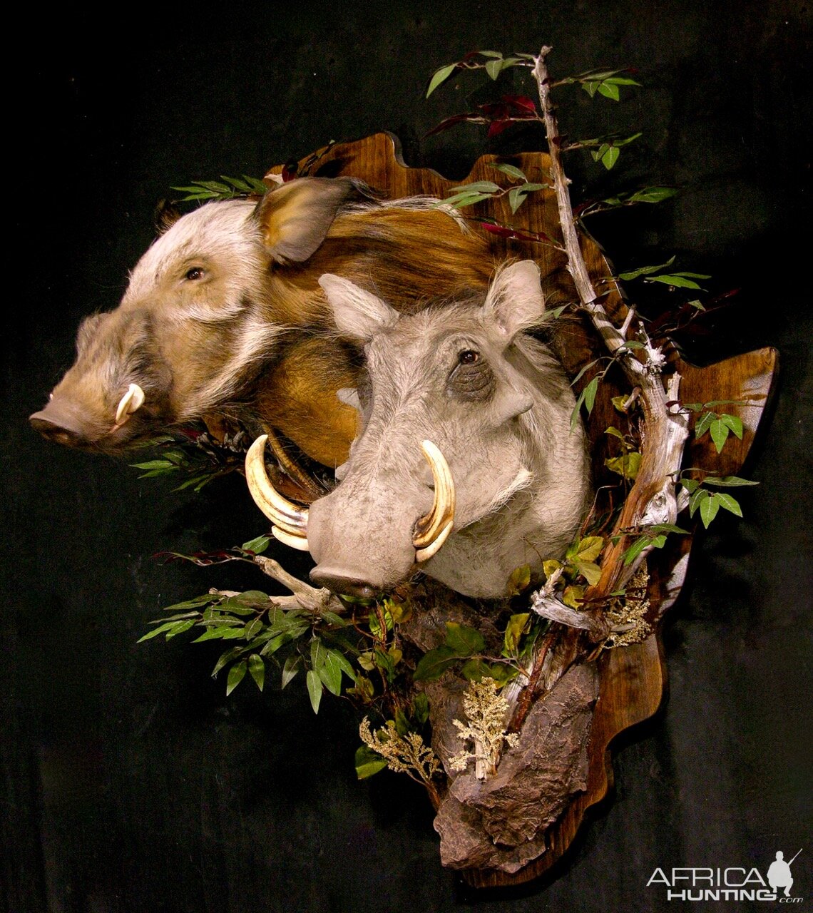 Bushpig/Warthog Combo Shoulder Mount Wall Piece Taxidermy