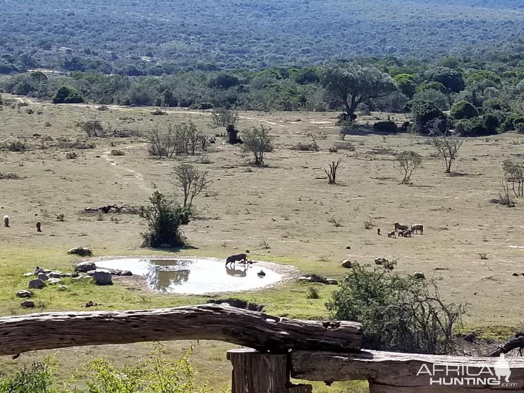 Bushpig Wildlife Eastern Cape South Africa