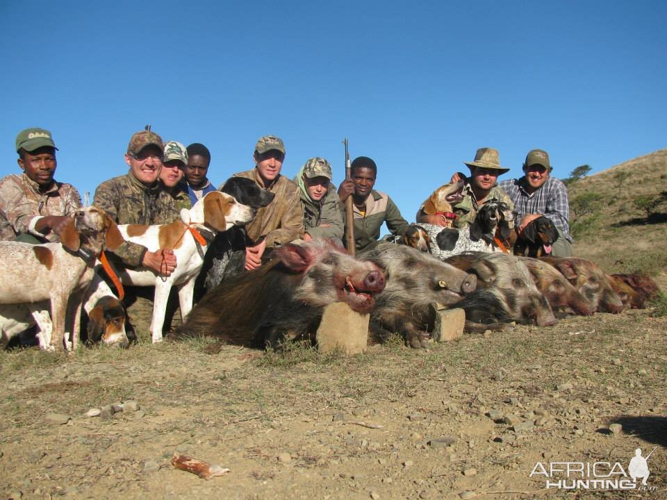 Bushpig with Hounds