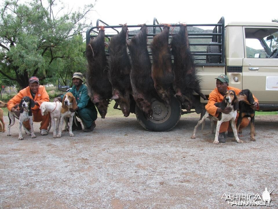 Bushpig with Hounds