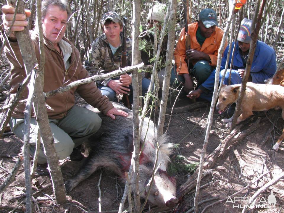 Bushpig with Hounds