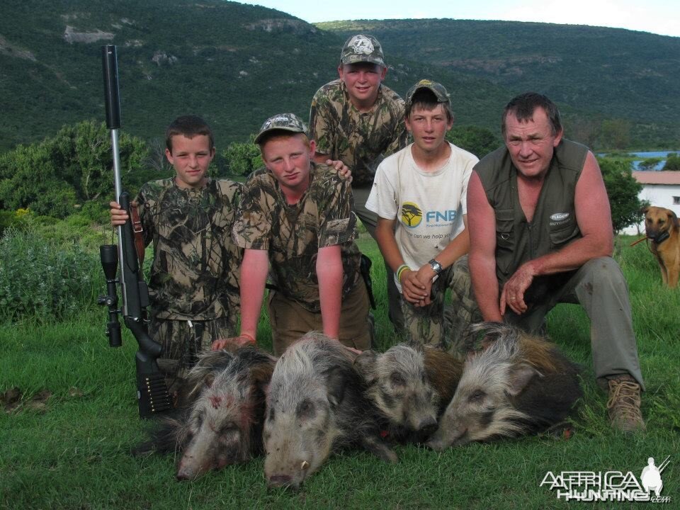 Bushpig with Hounds