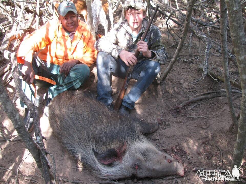 Bushpig with Hounds