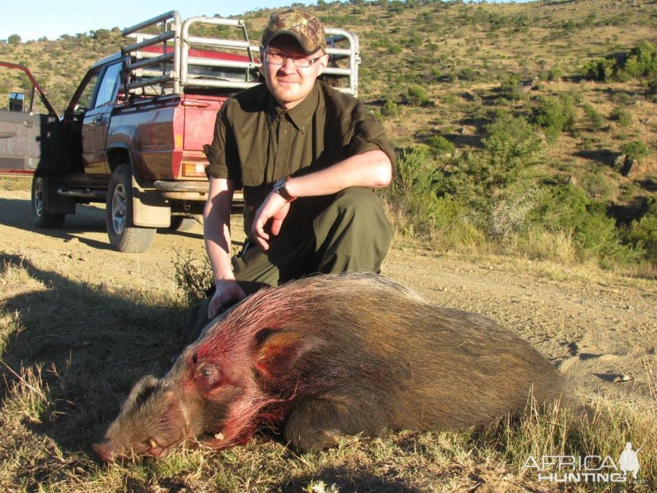 Bushpig with Hounds