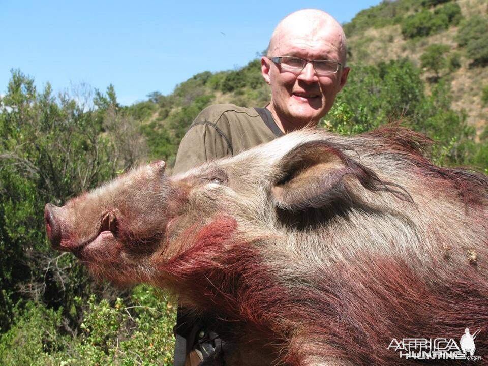 Bushpig with Hounds