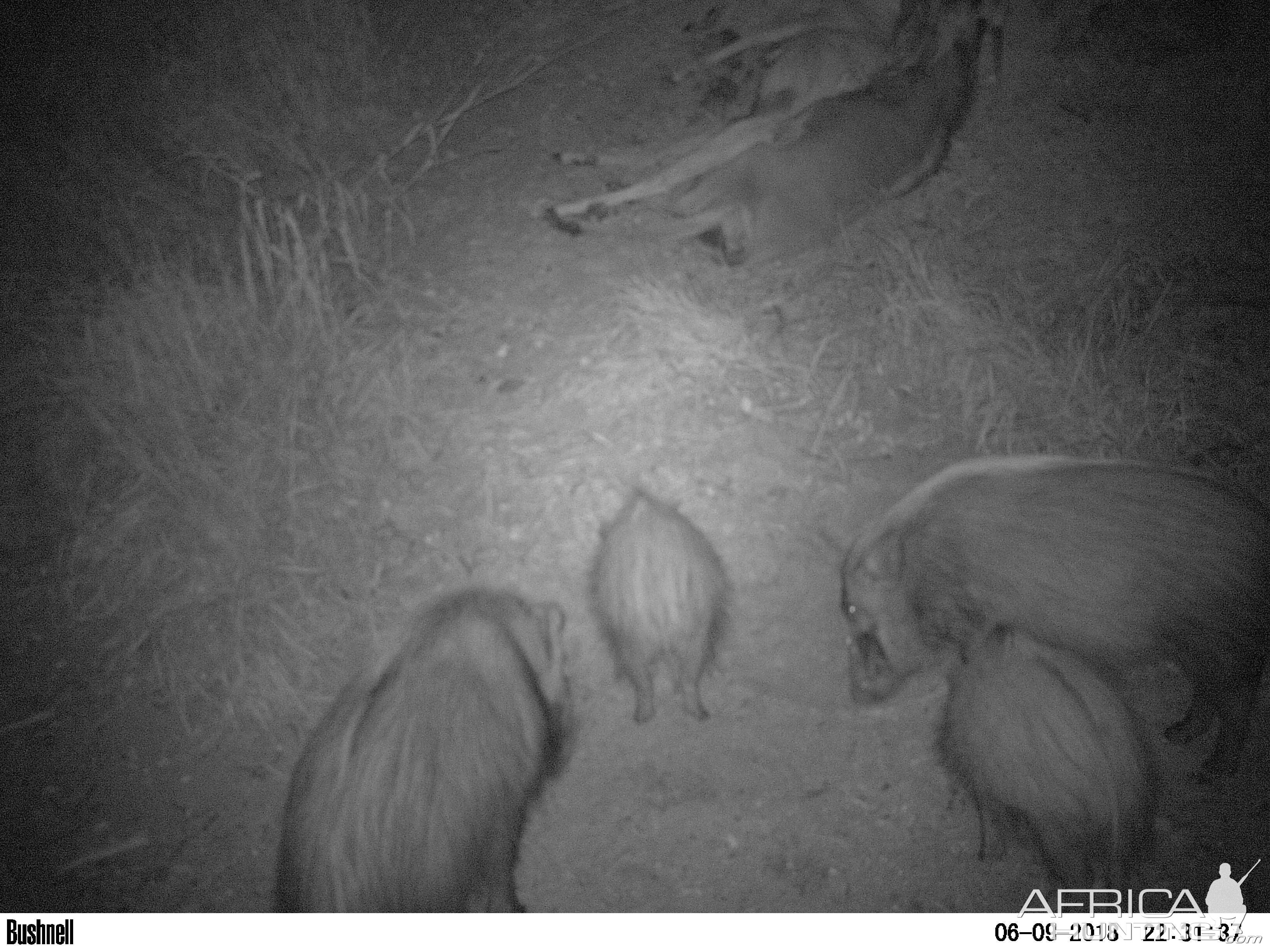 Bushpigs Trail Cam Pictures South Africa