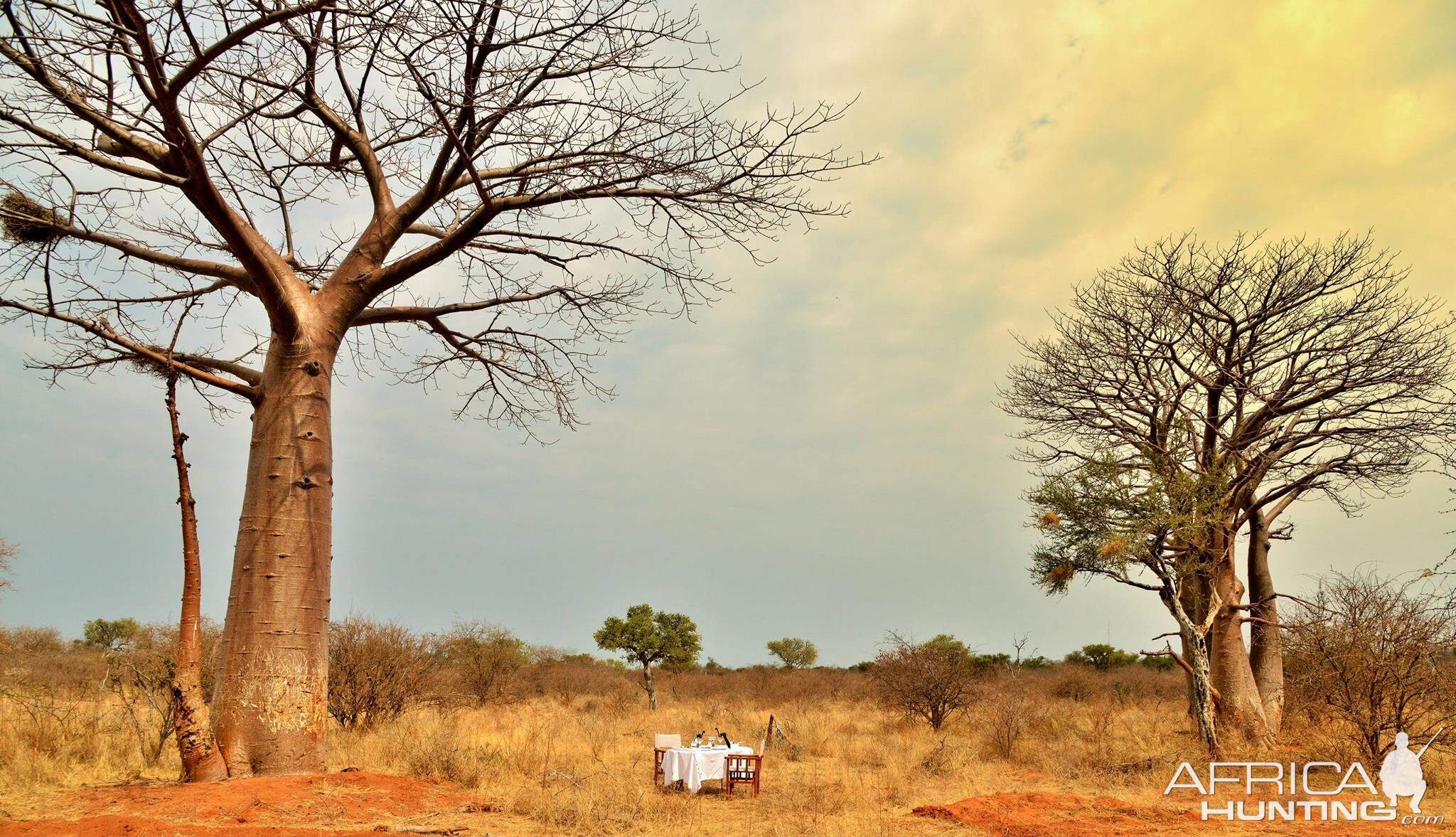 Bushveld Dinner surrounding by Boabab Trees