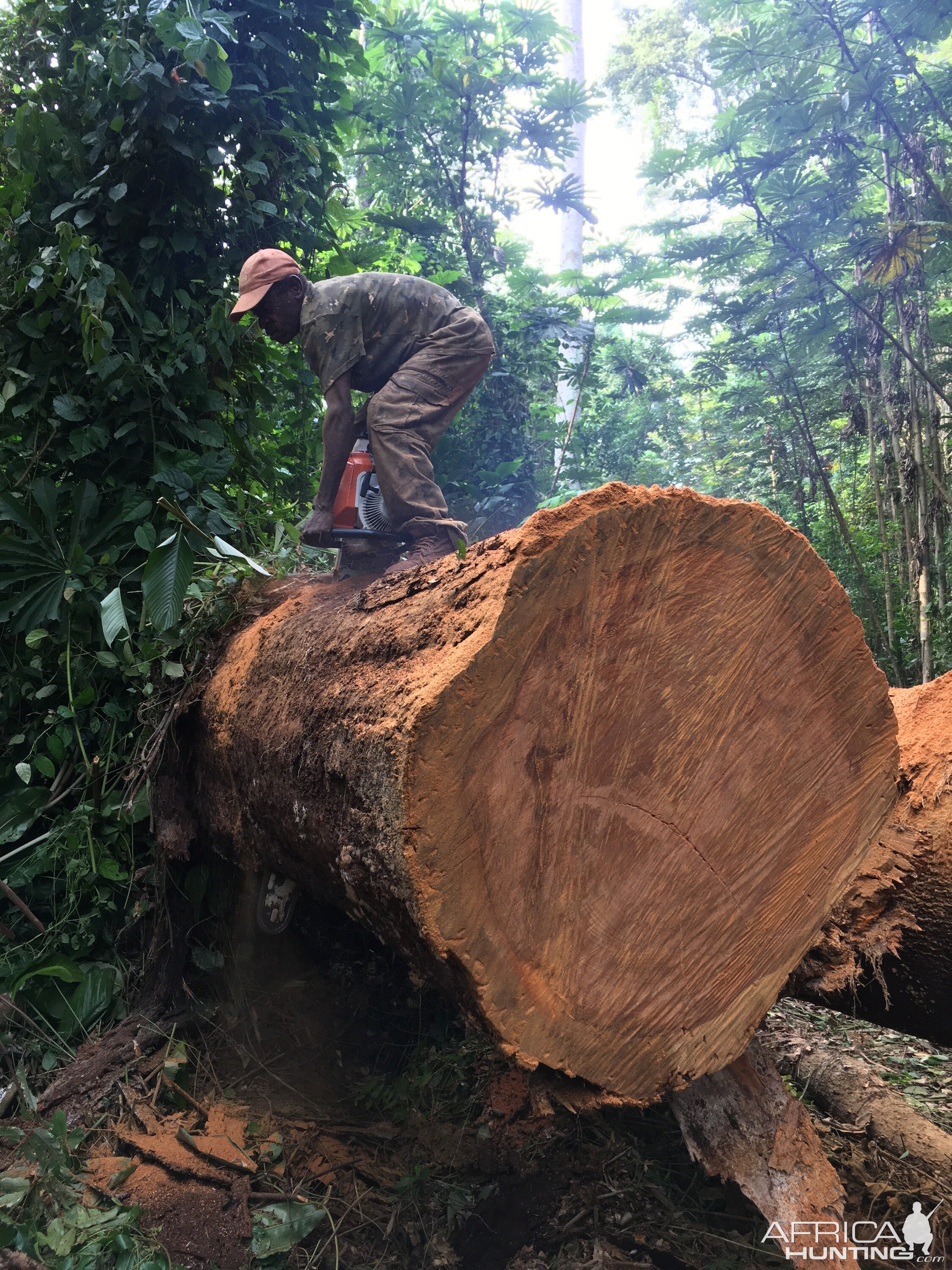 Busy working & cutting trees Congo