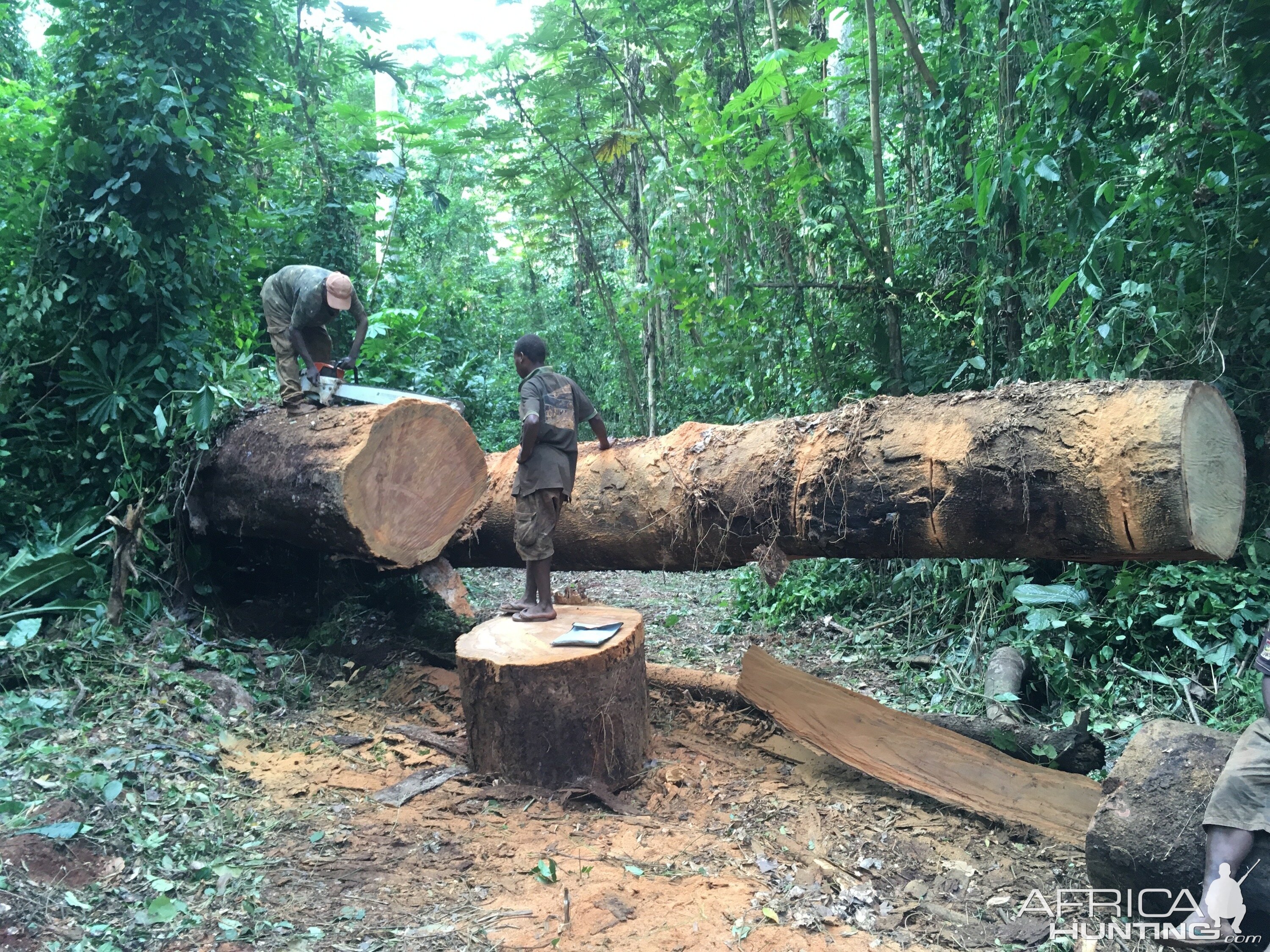 Busy working & cutting trees Congo