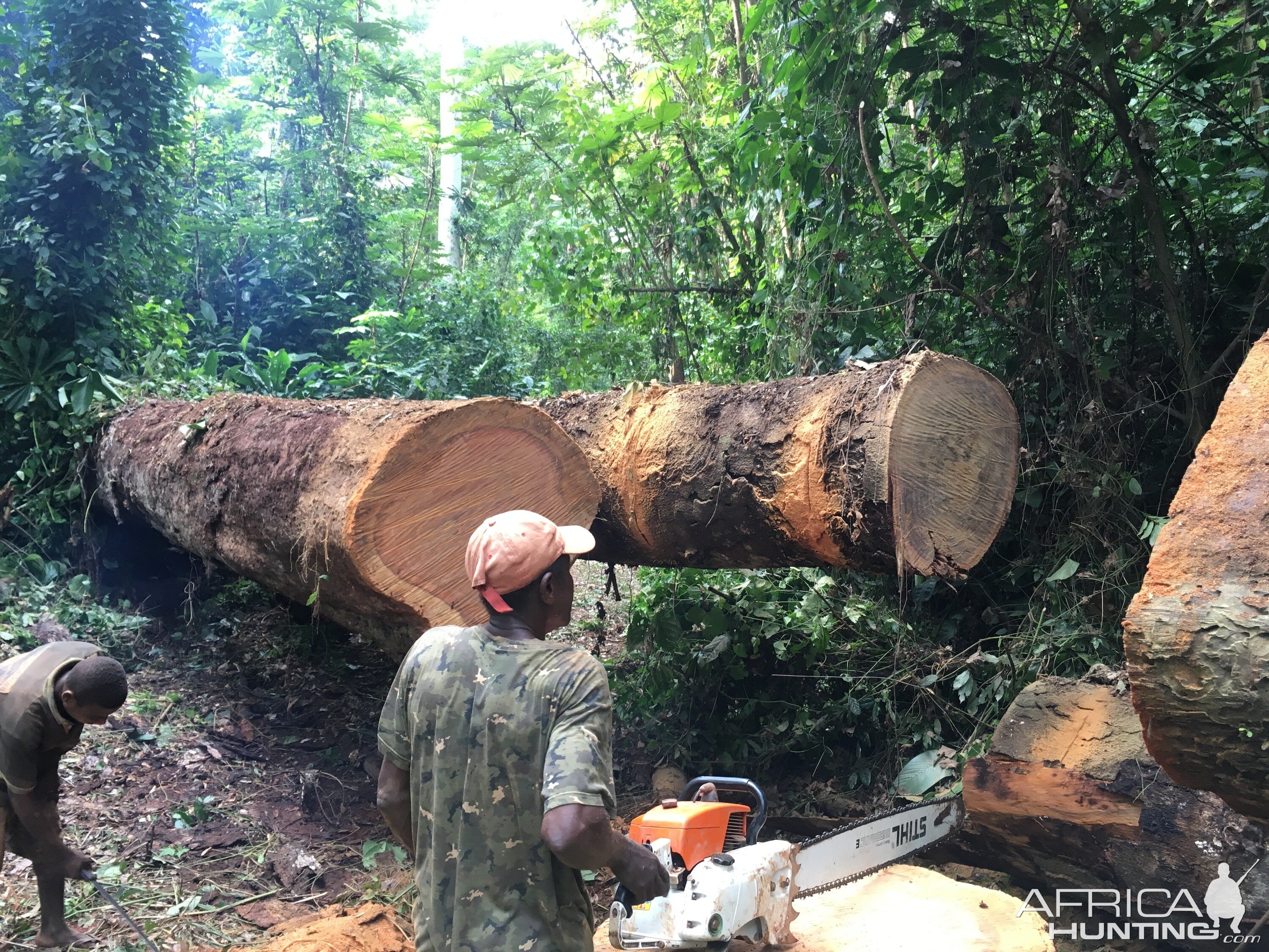 Busy working & cutting trees Congo