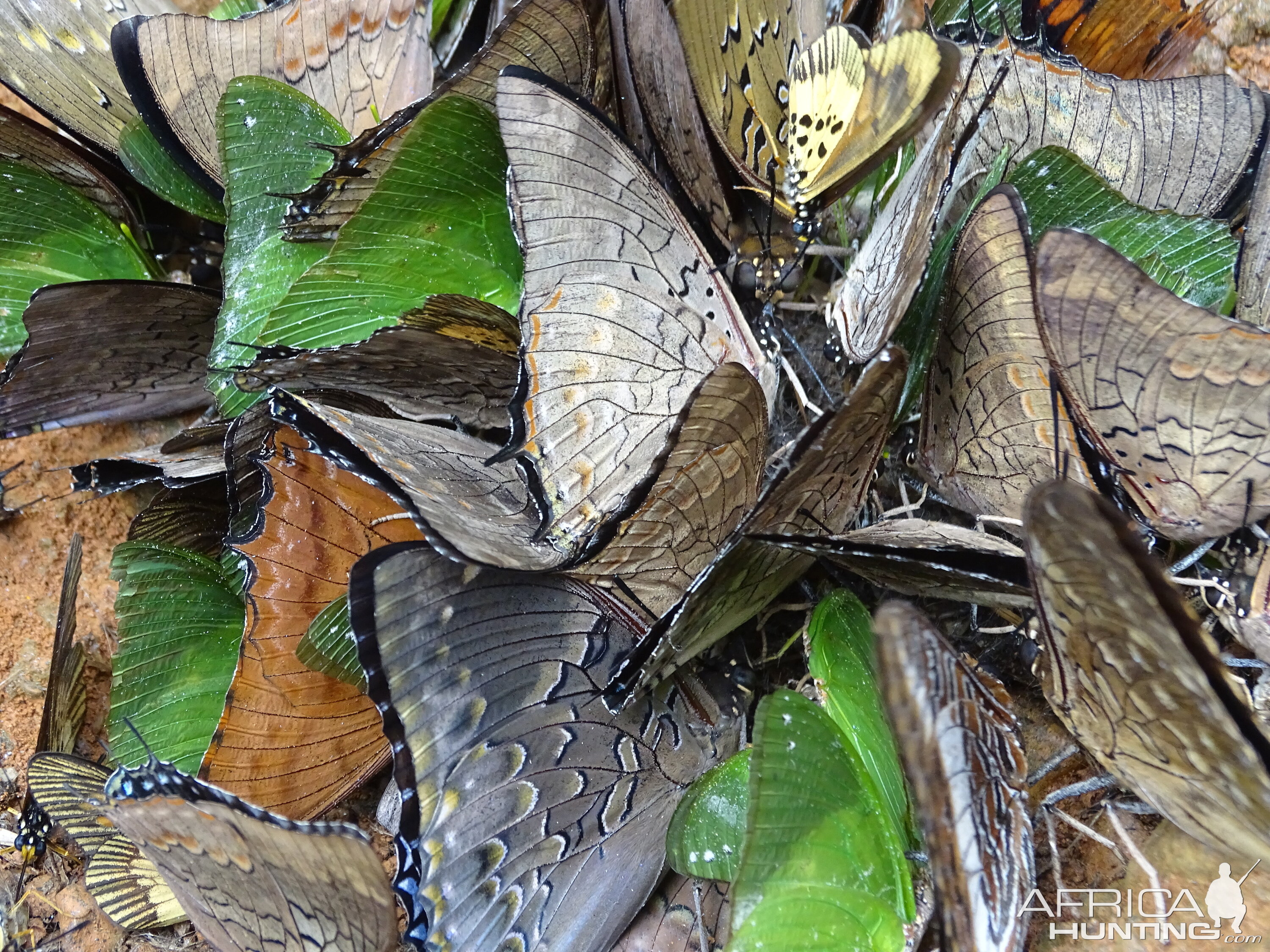 Butterflies Congo