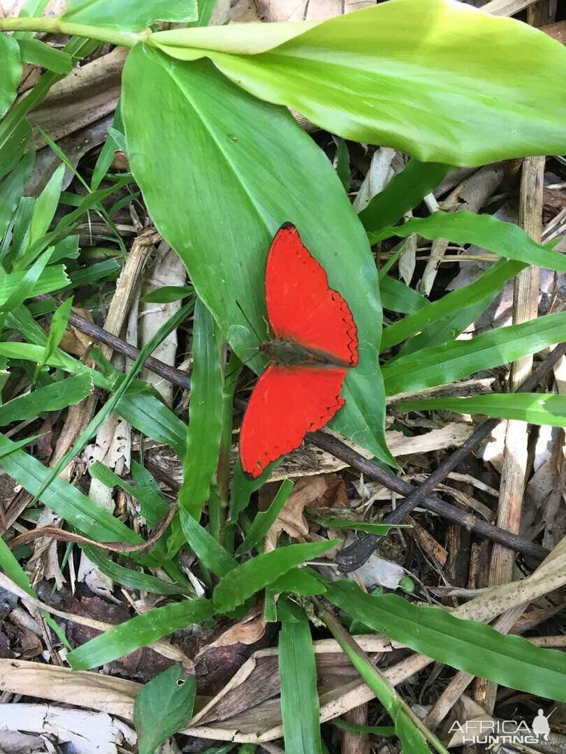 Butterflies from the forrest in Camaroon