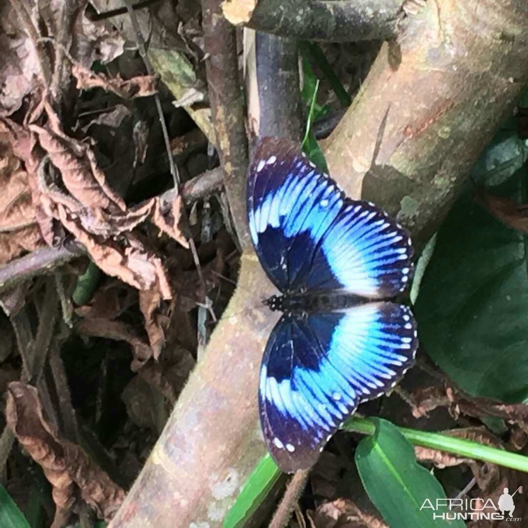 Butterflies from the forrest in Camaroon