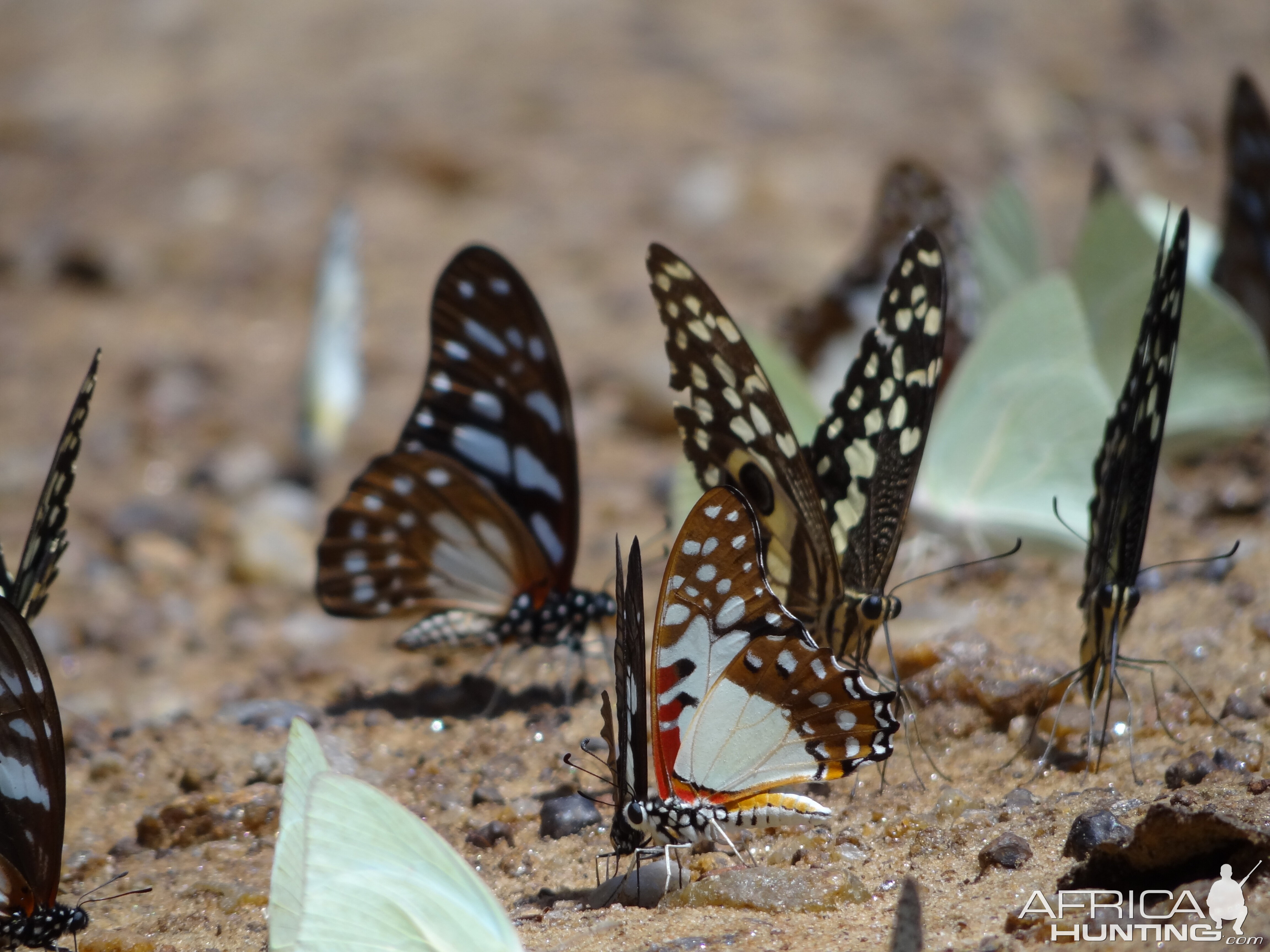 Butterflies