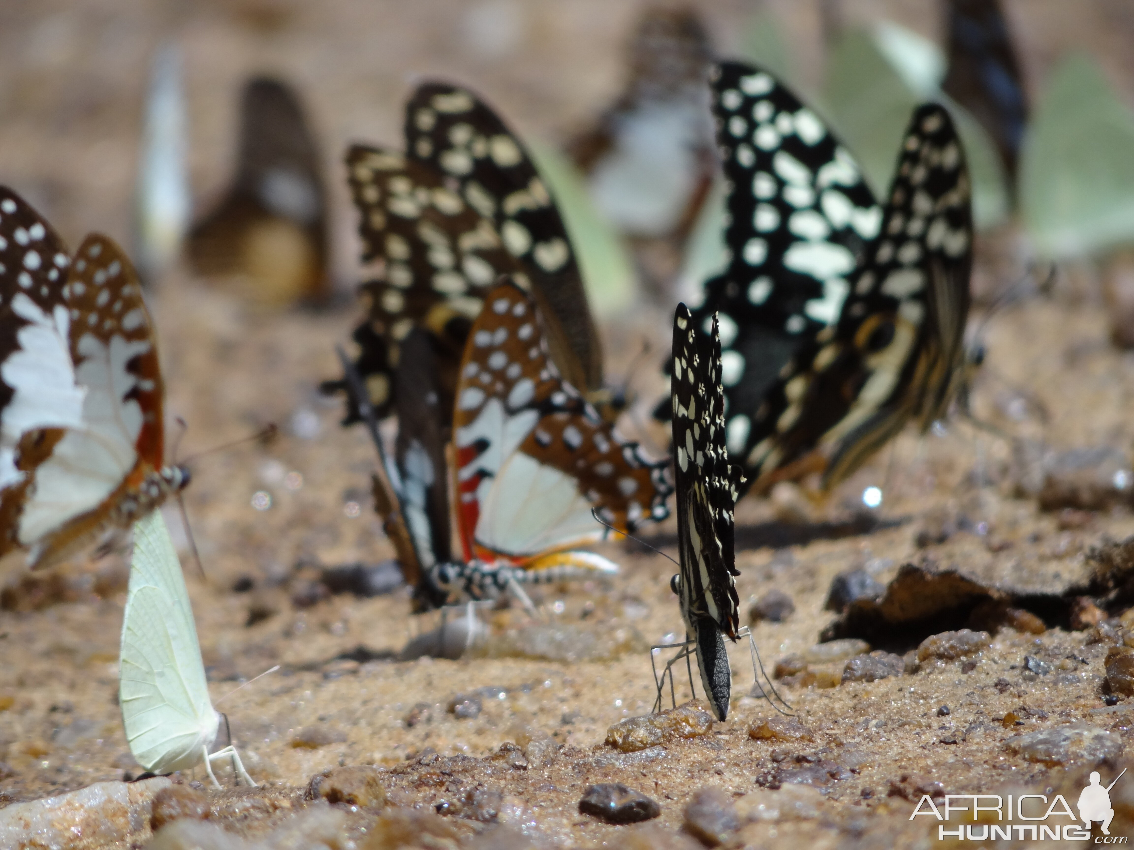 Butterflies