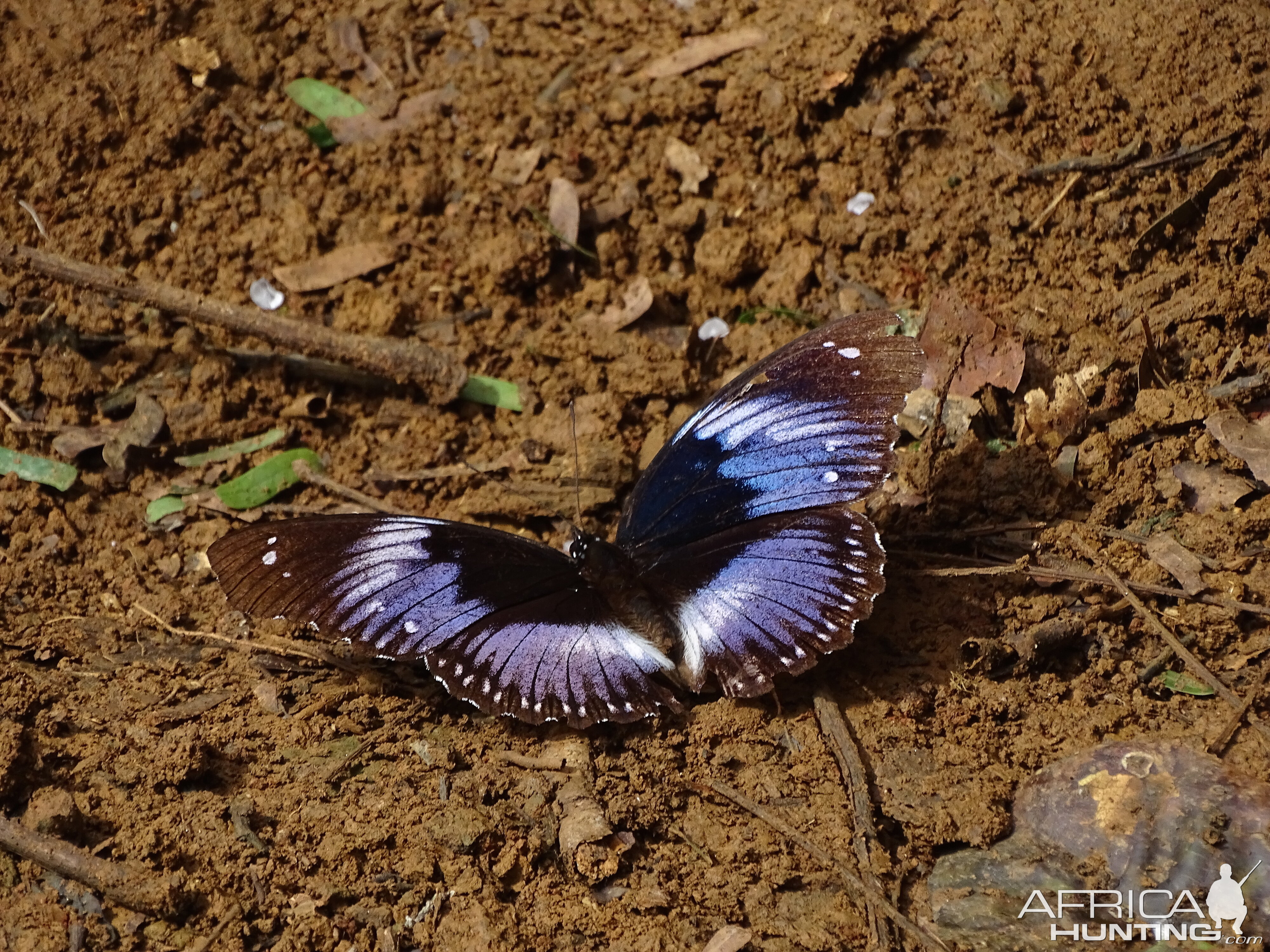 Butterfly Congo