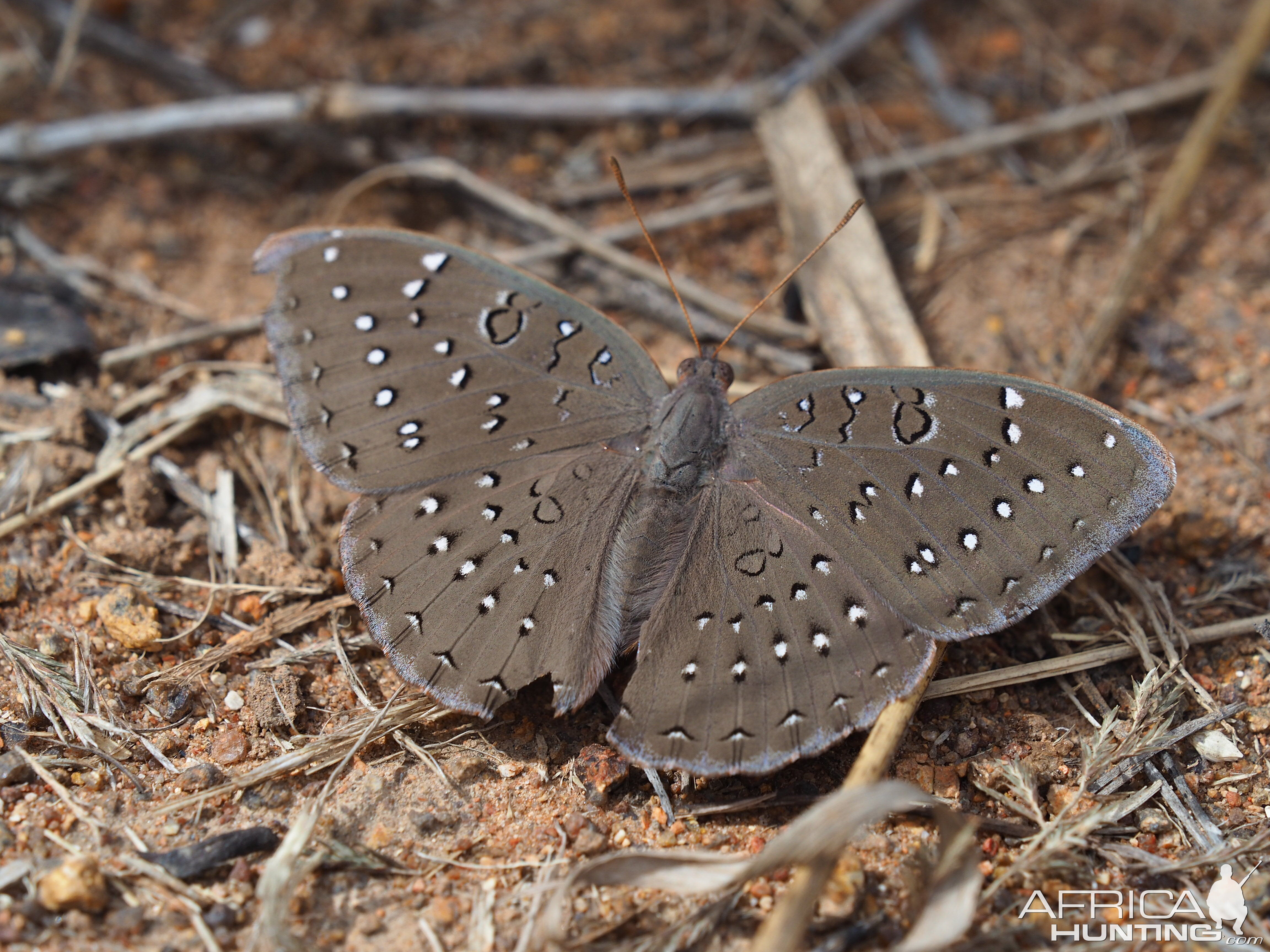 Butterfly Zimbabwe