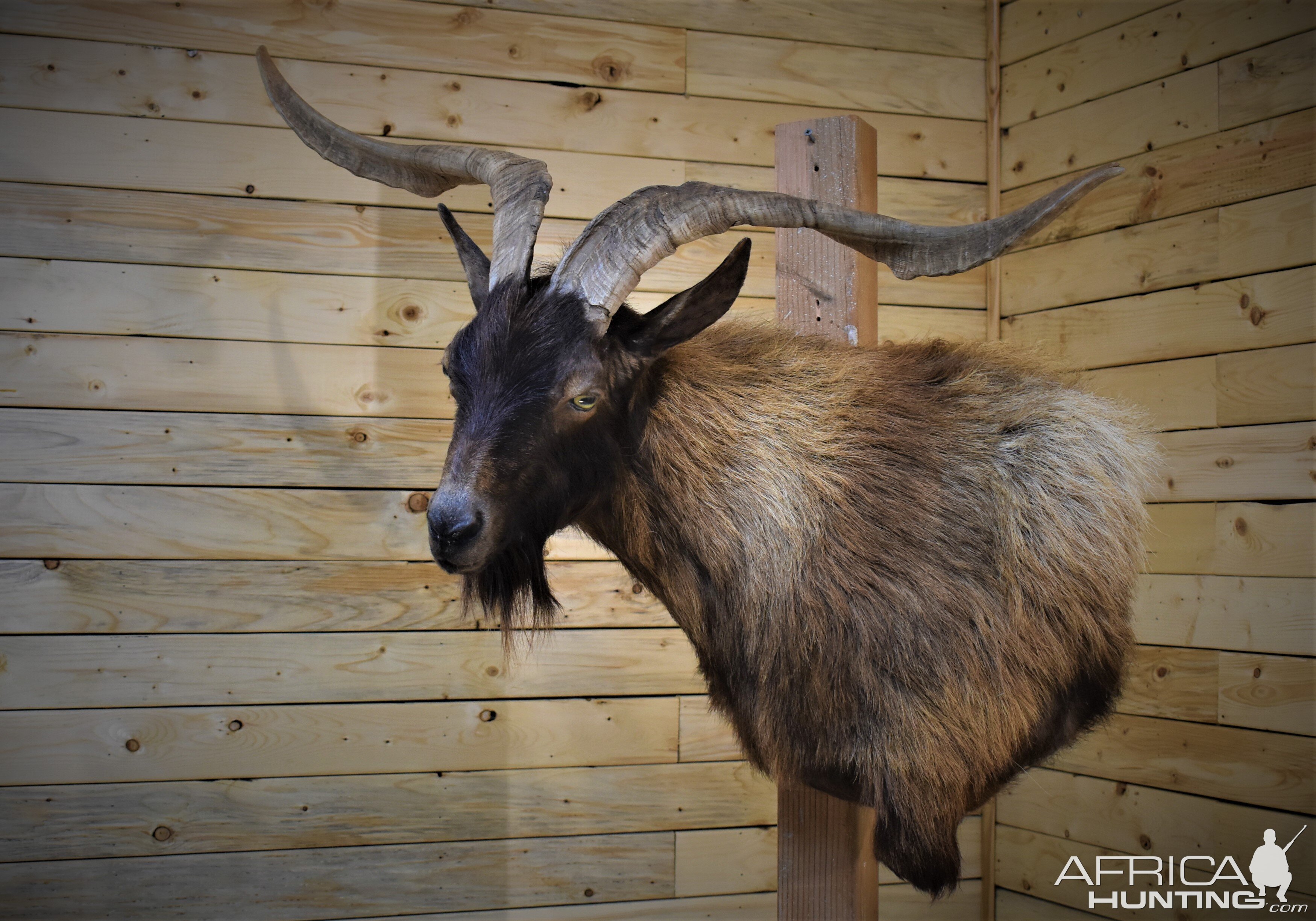 "Butting Billy" Catalina Shoulder Pedestal Mount Taxidermy