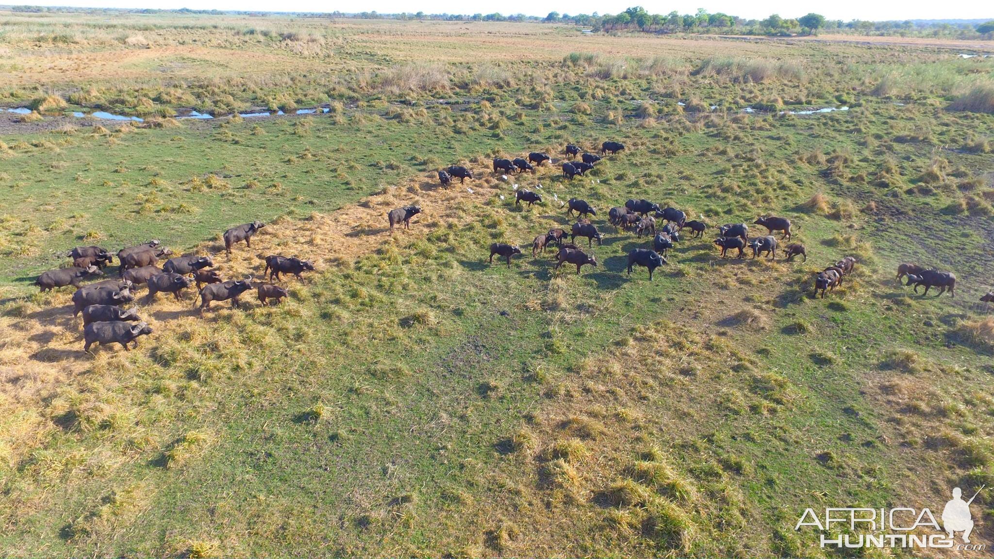 Bwabwata National Park Buffalo