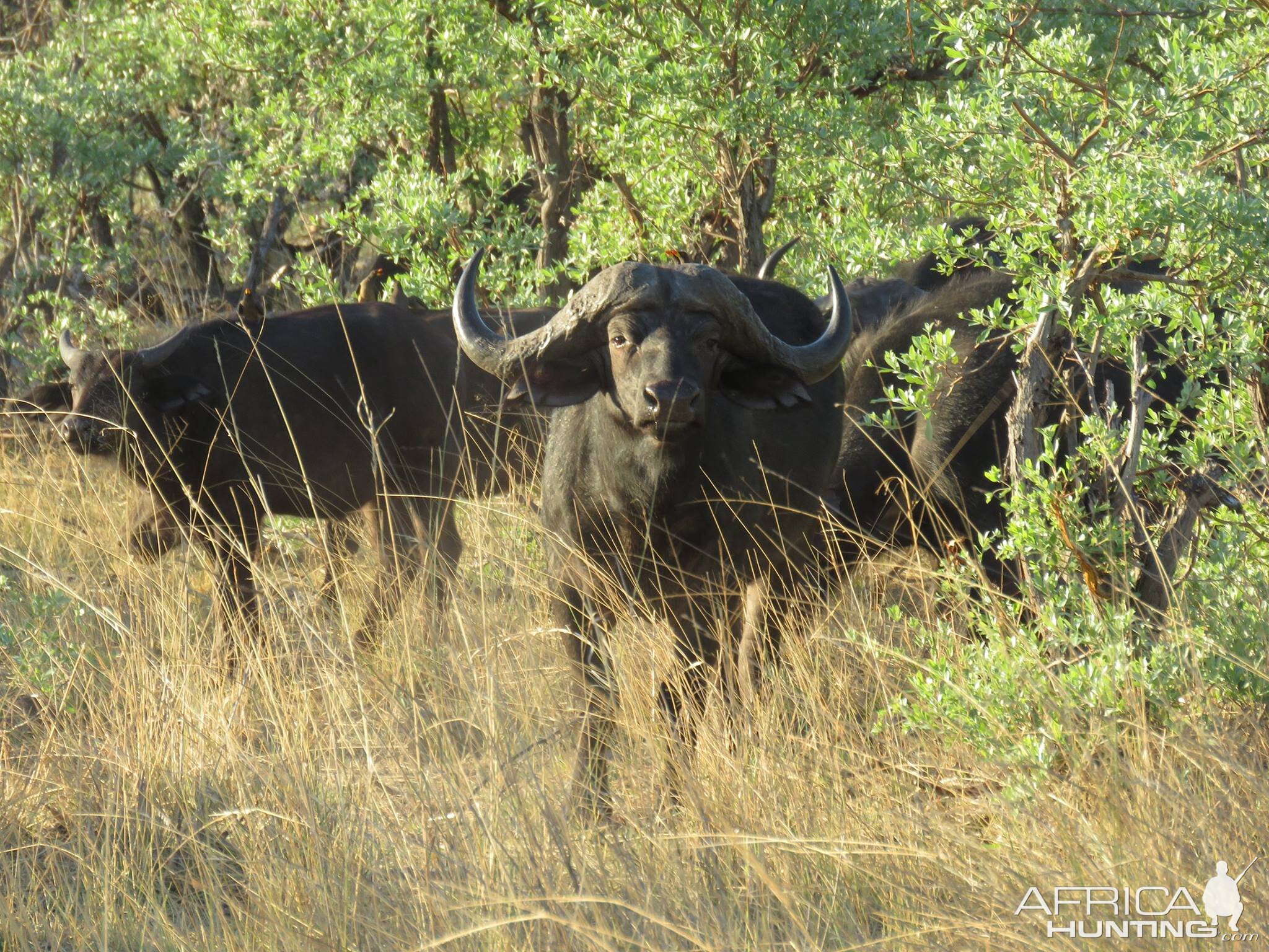 Bwabwata National Park Buffalo