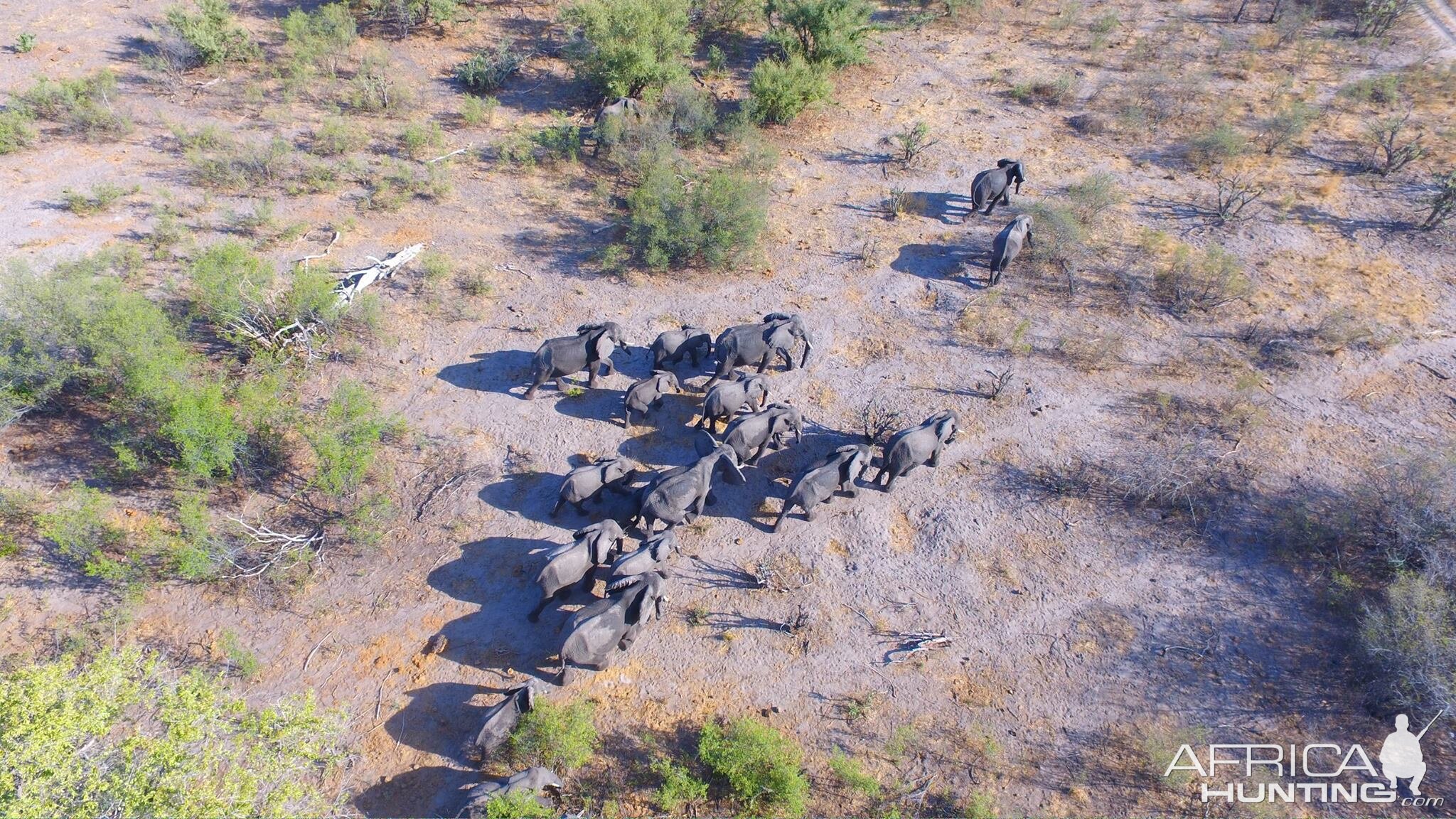 Bwabwata National Park Elephant