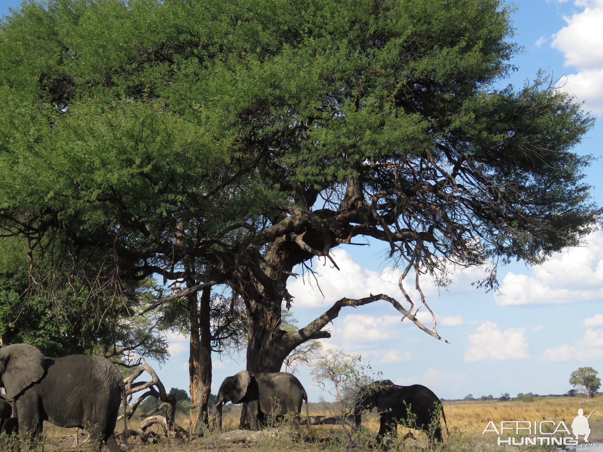 Bwabwata National Park Elephant