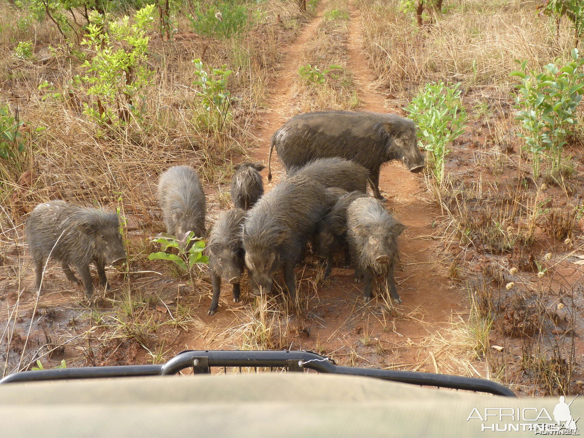 By the truck, they are not tamed!