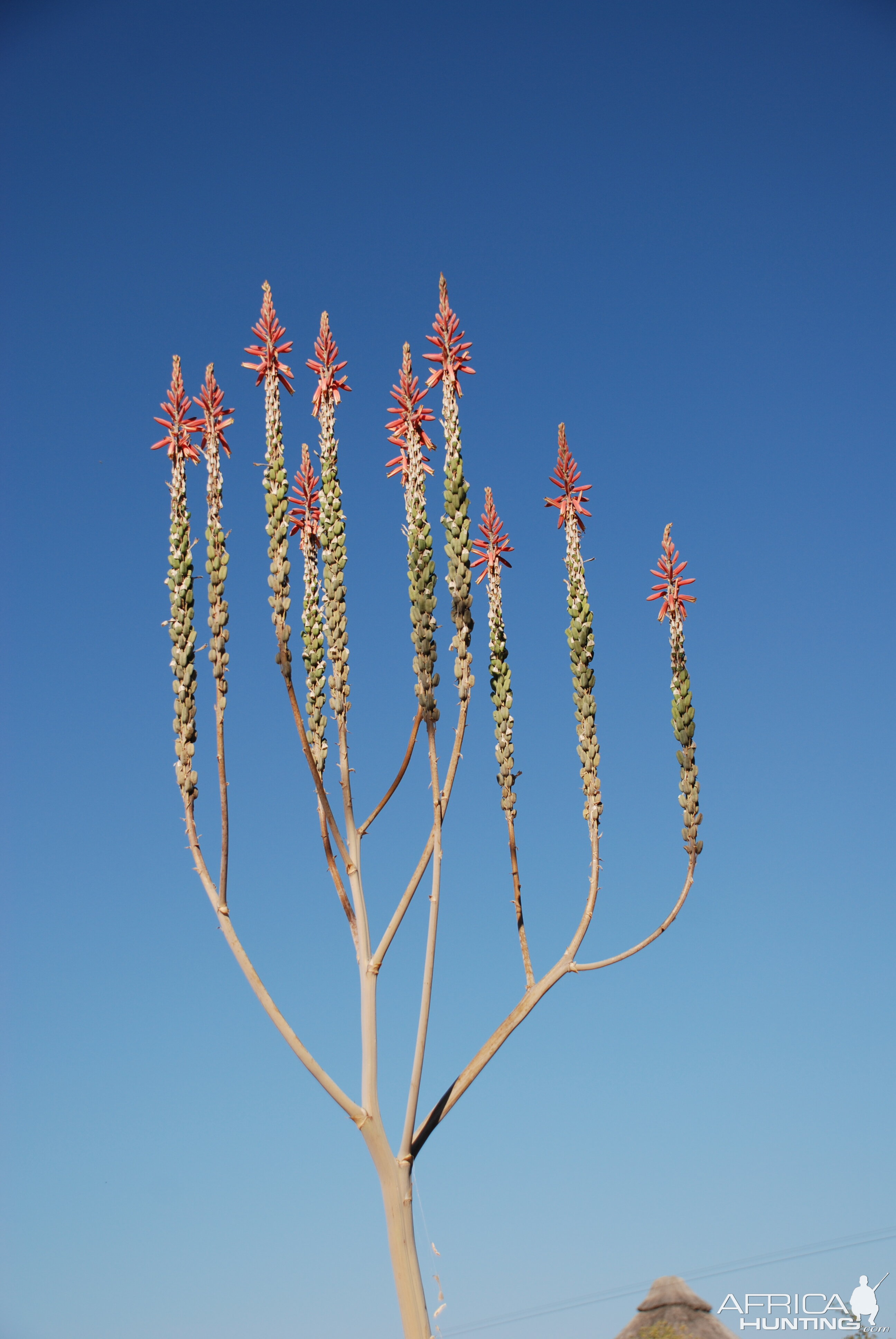 Cactus flower