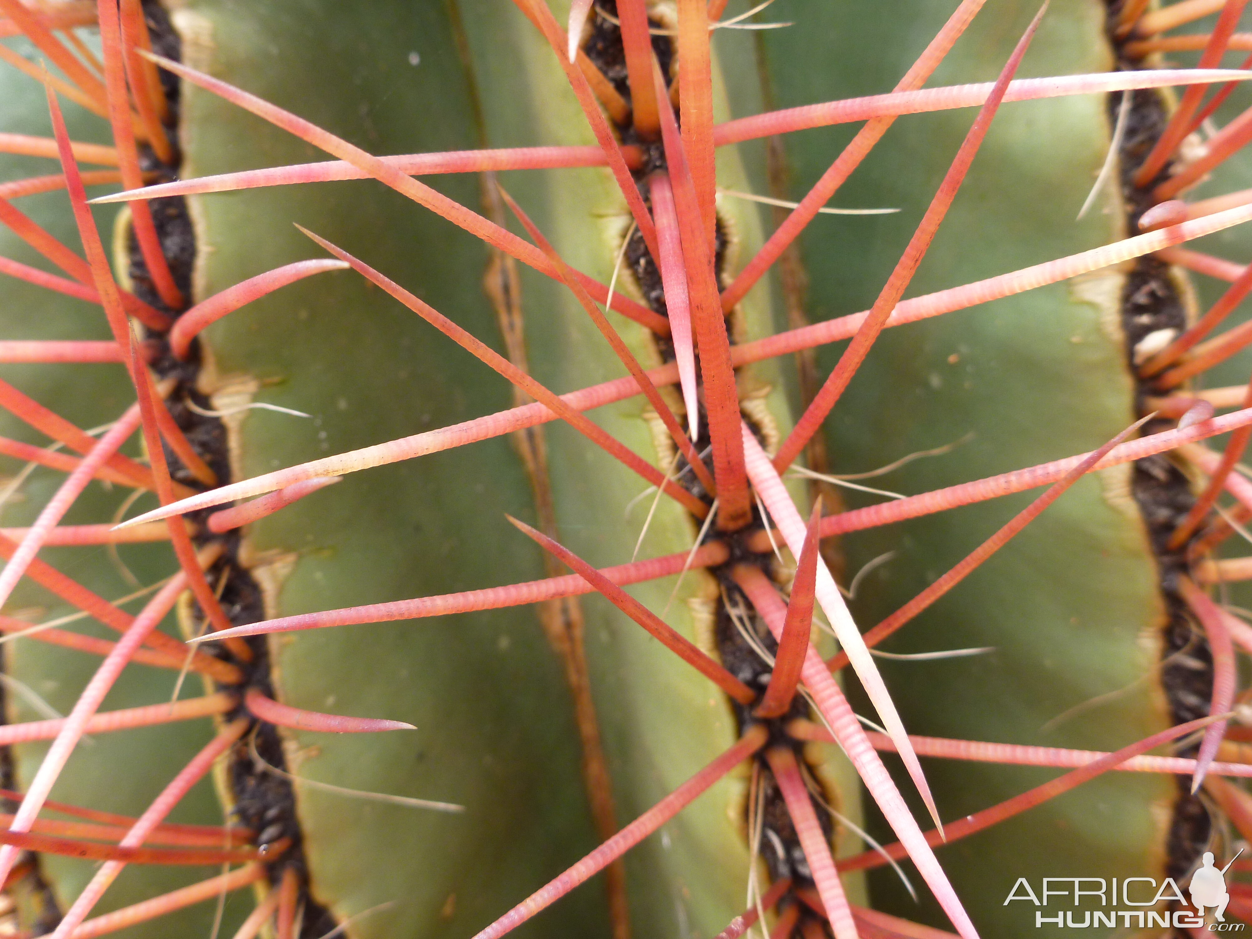 Cactus Namibia