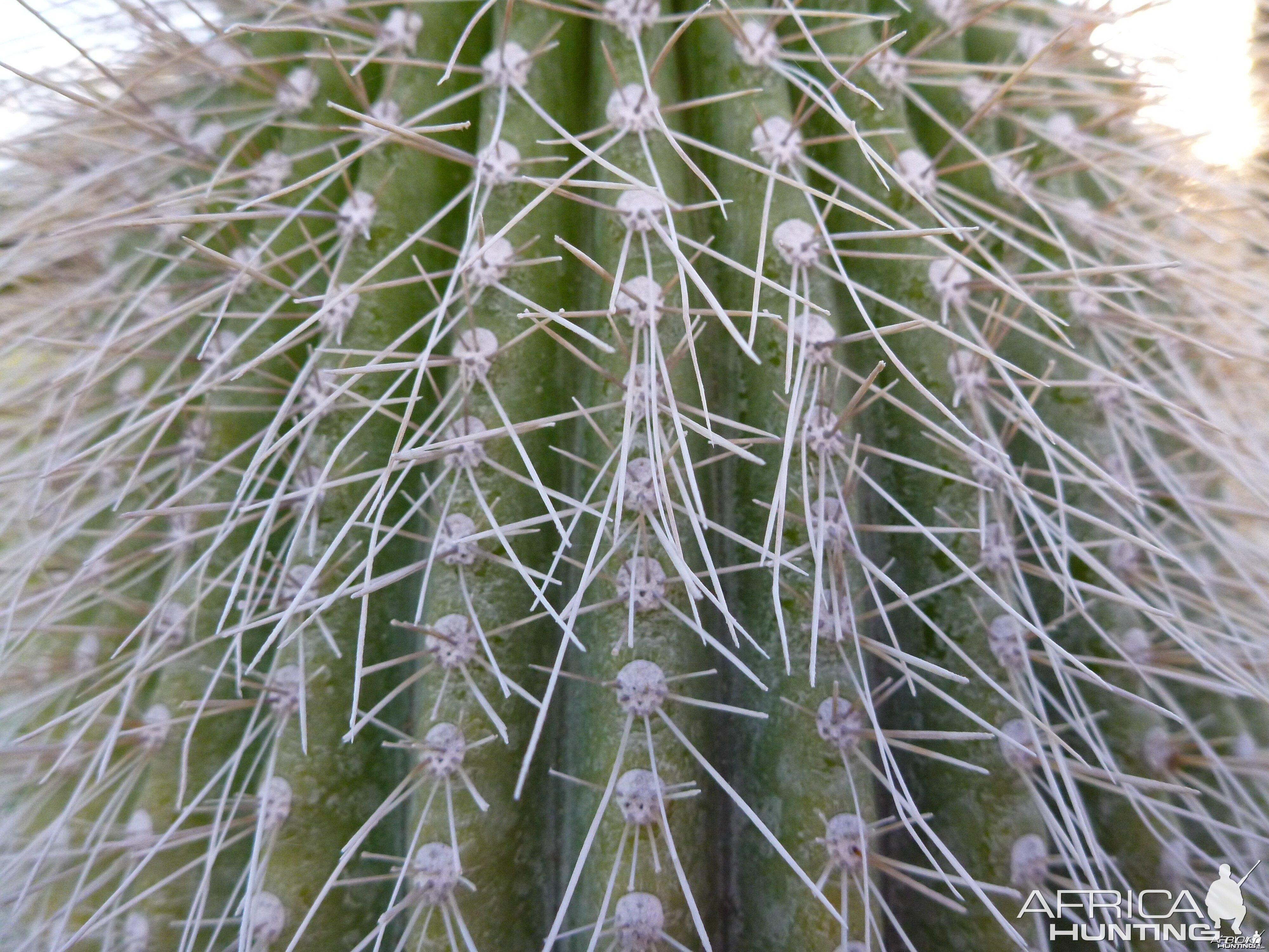 Cactus Namibia