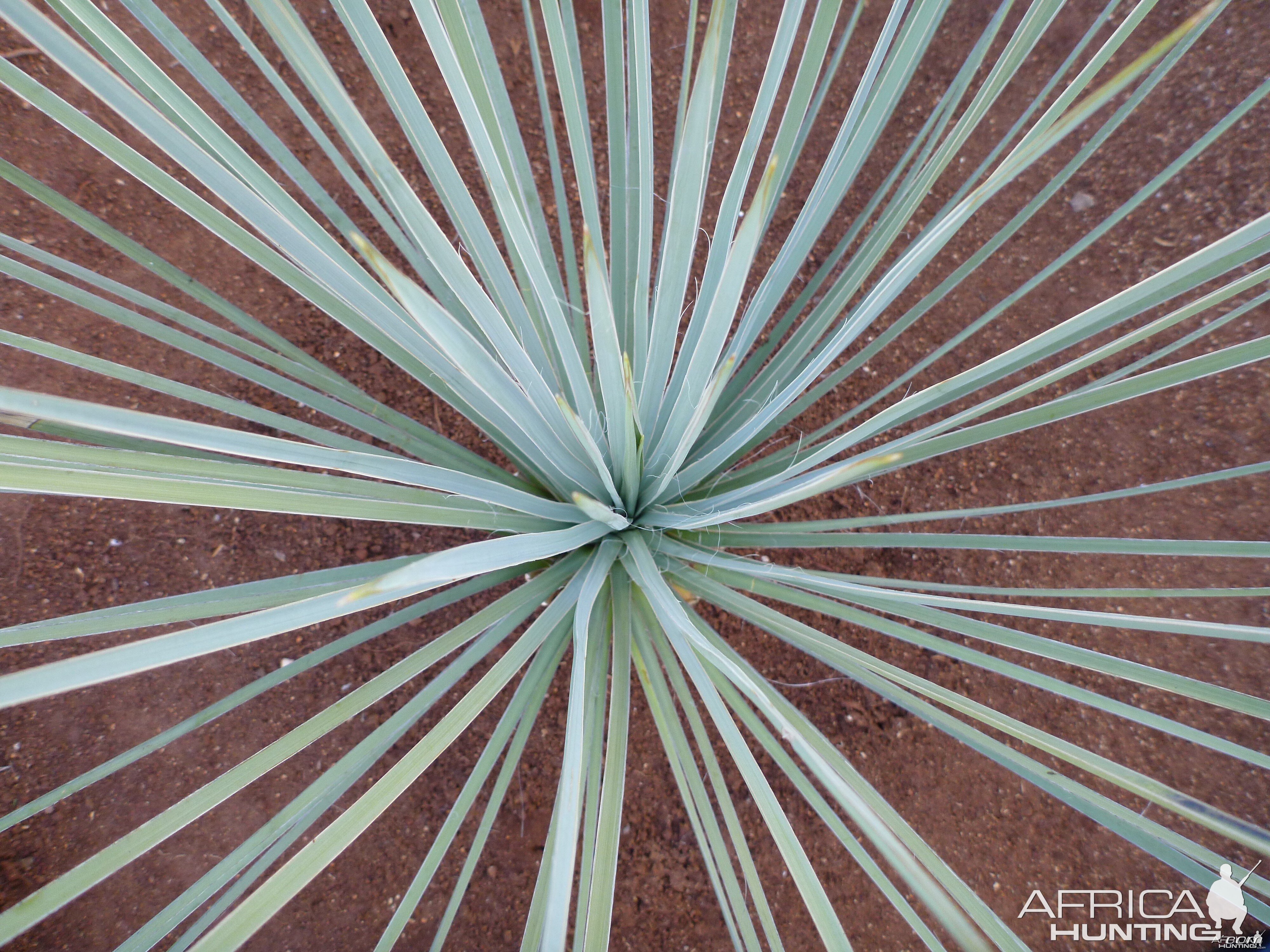 Cactus Namibia