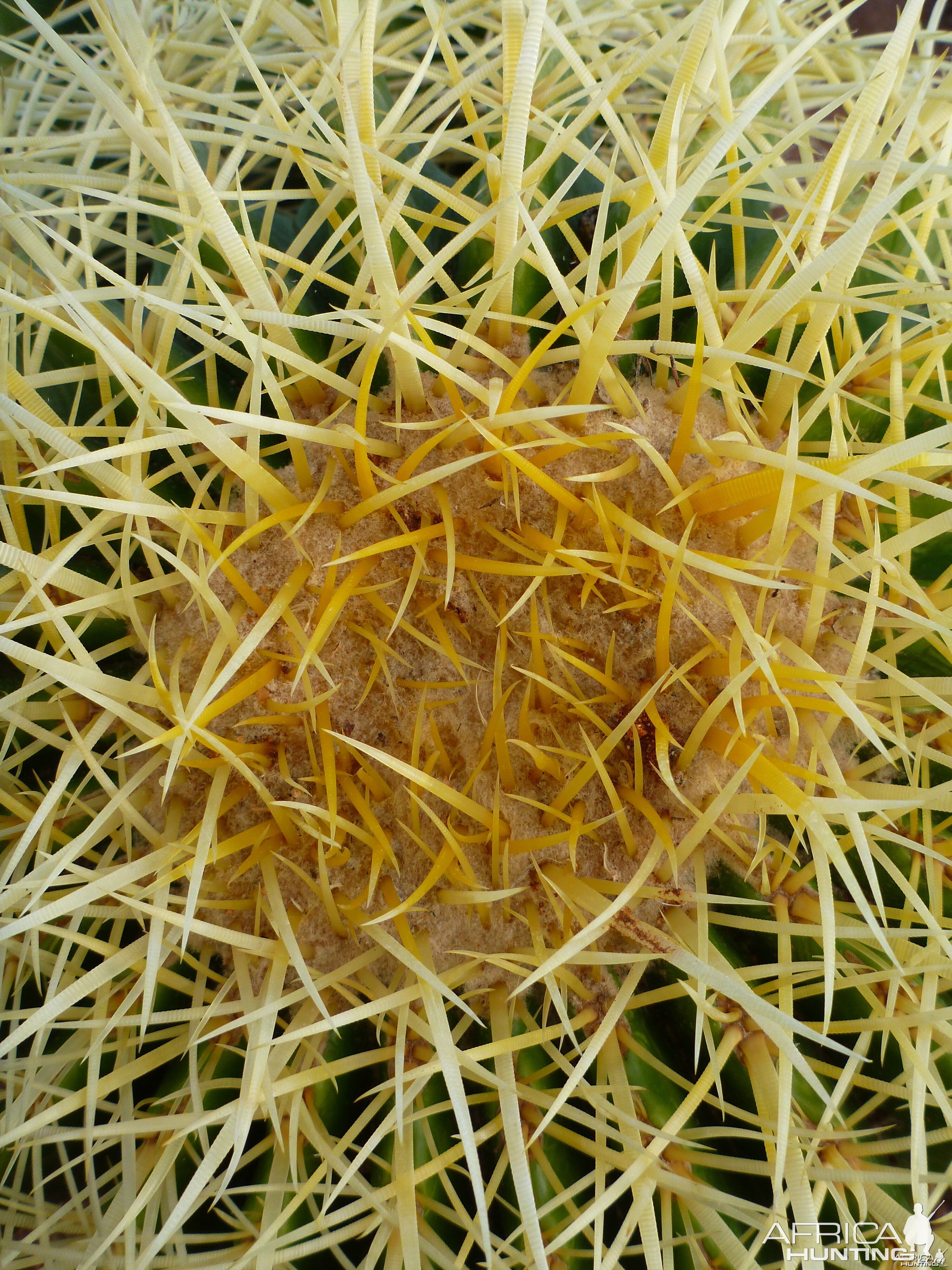 Cactus Namibia