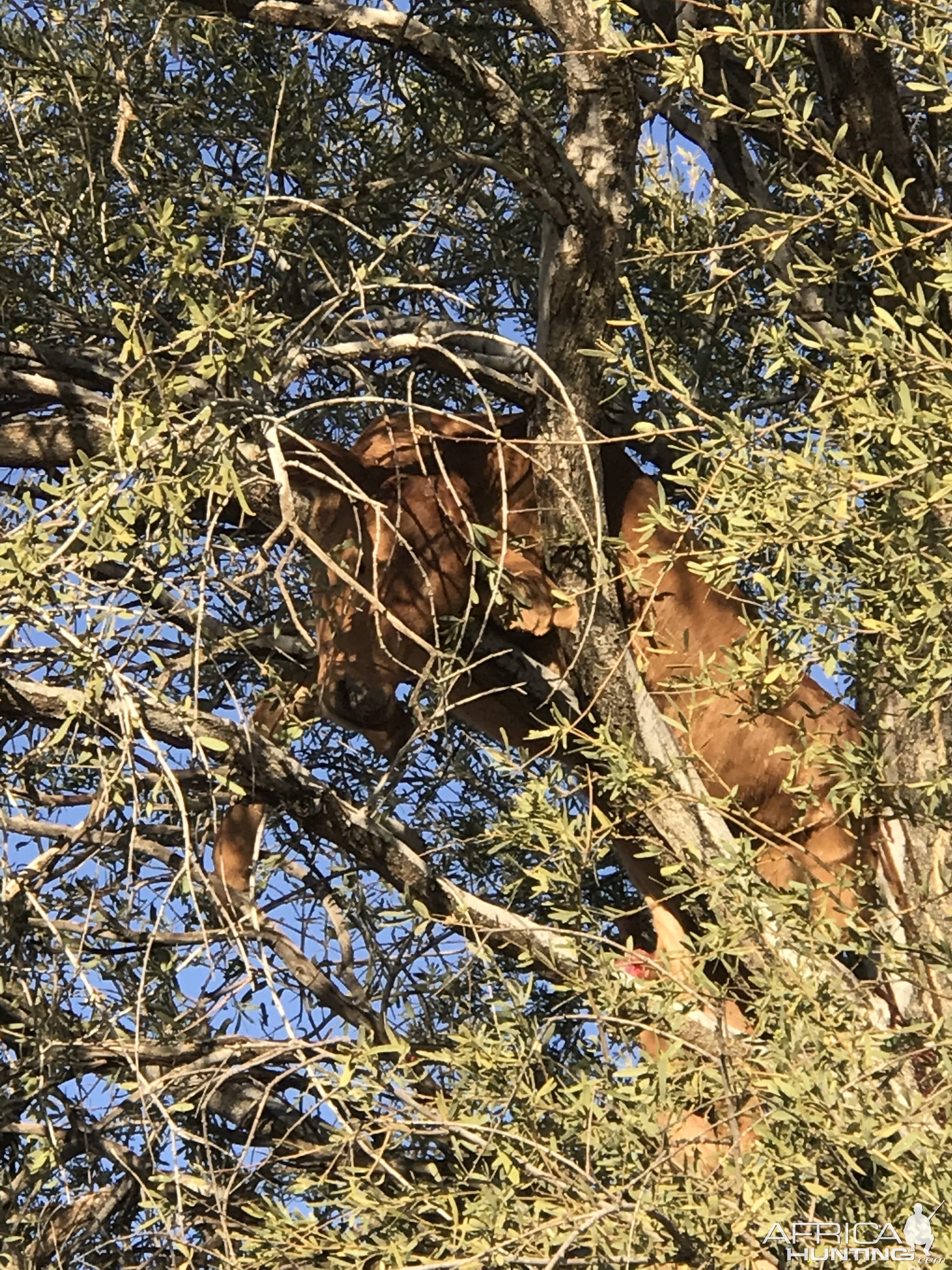 Calf up in the tree