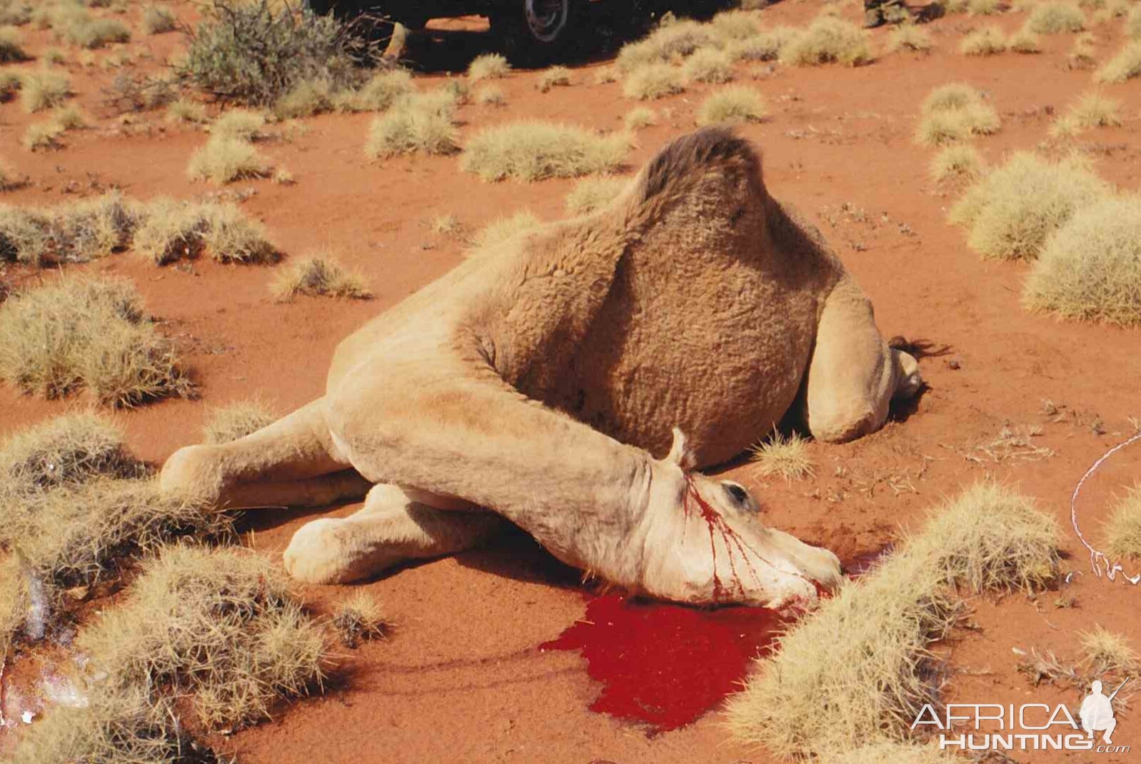 Camel - head shot